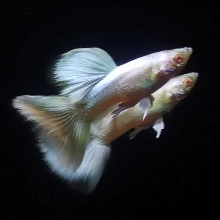 Albino Full White Guppy Breeding Pair Coral Guppies Salem Tamil Nadu India