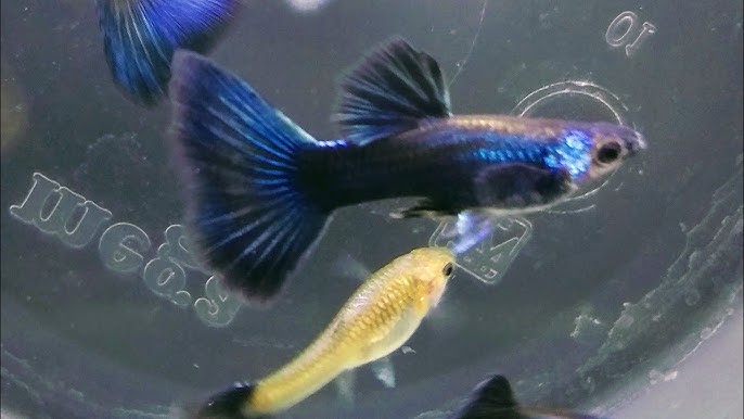 Electric Blue Guppy Juvenile Pair Coral Guppies Salem Tamil Nadu India