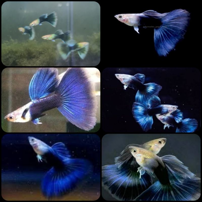 HB Blue Guppy Breeding Pair Coral Guppies Salem Tamil Nadu India