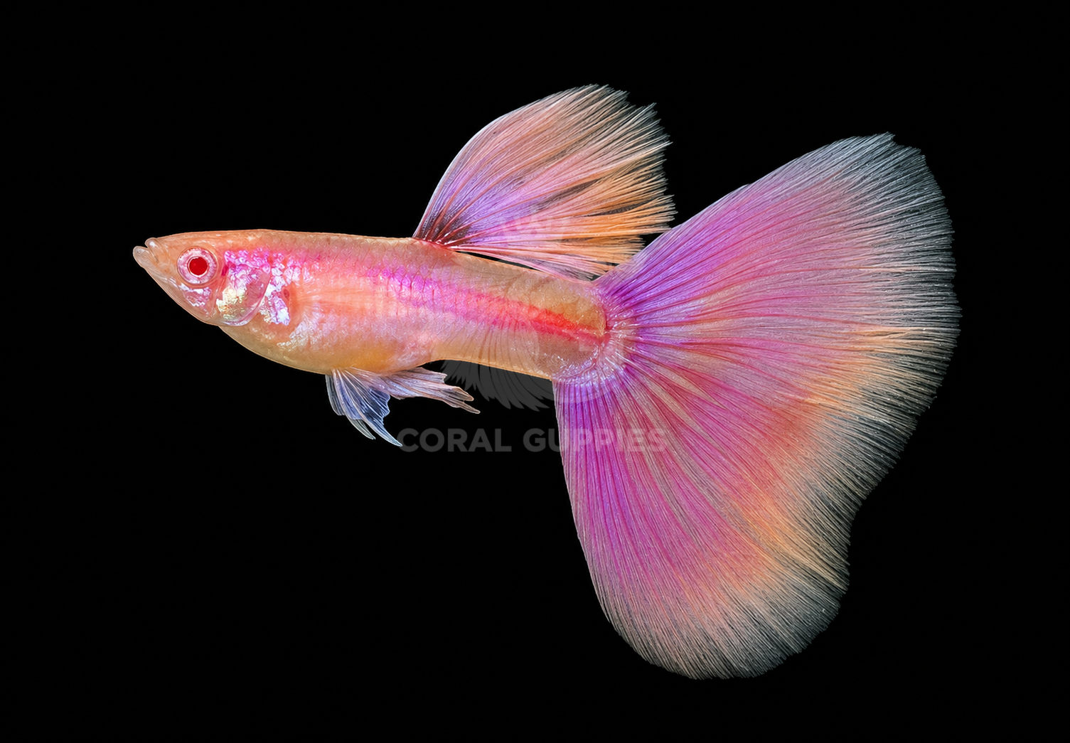 Albino Fire Pink guppy fish breeding pair - Coral Guppies Salem Tamil Nadu India