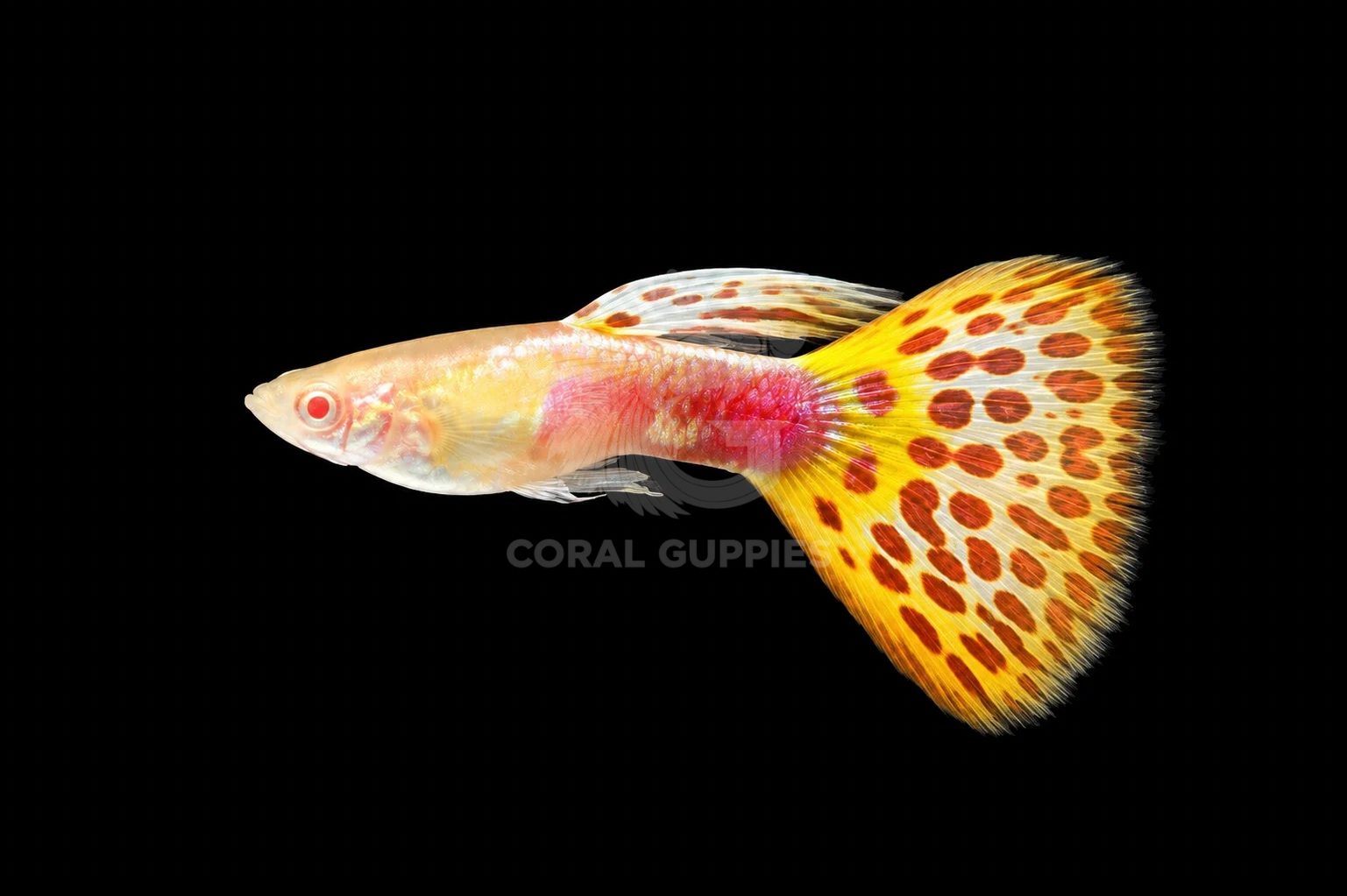 Buy Albino Orange Mosaic Guppy Guppy Fish Pair Online India - Coral Guppies Shop
