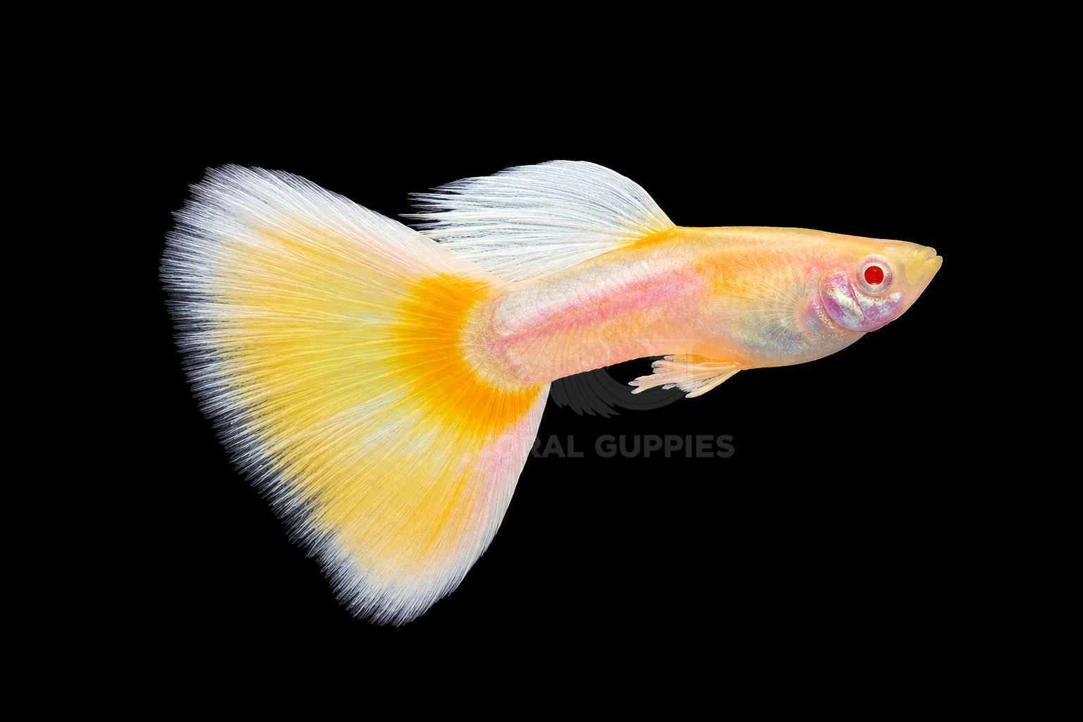 Buy Albino Polish Yellow Guppy Guppy Fish Pair Online India - Coral Guppies Shop