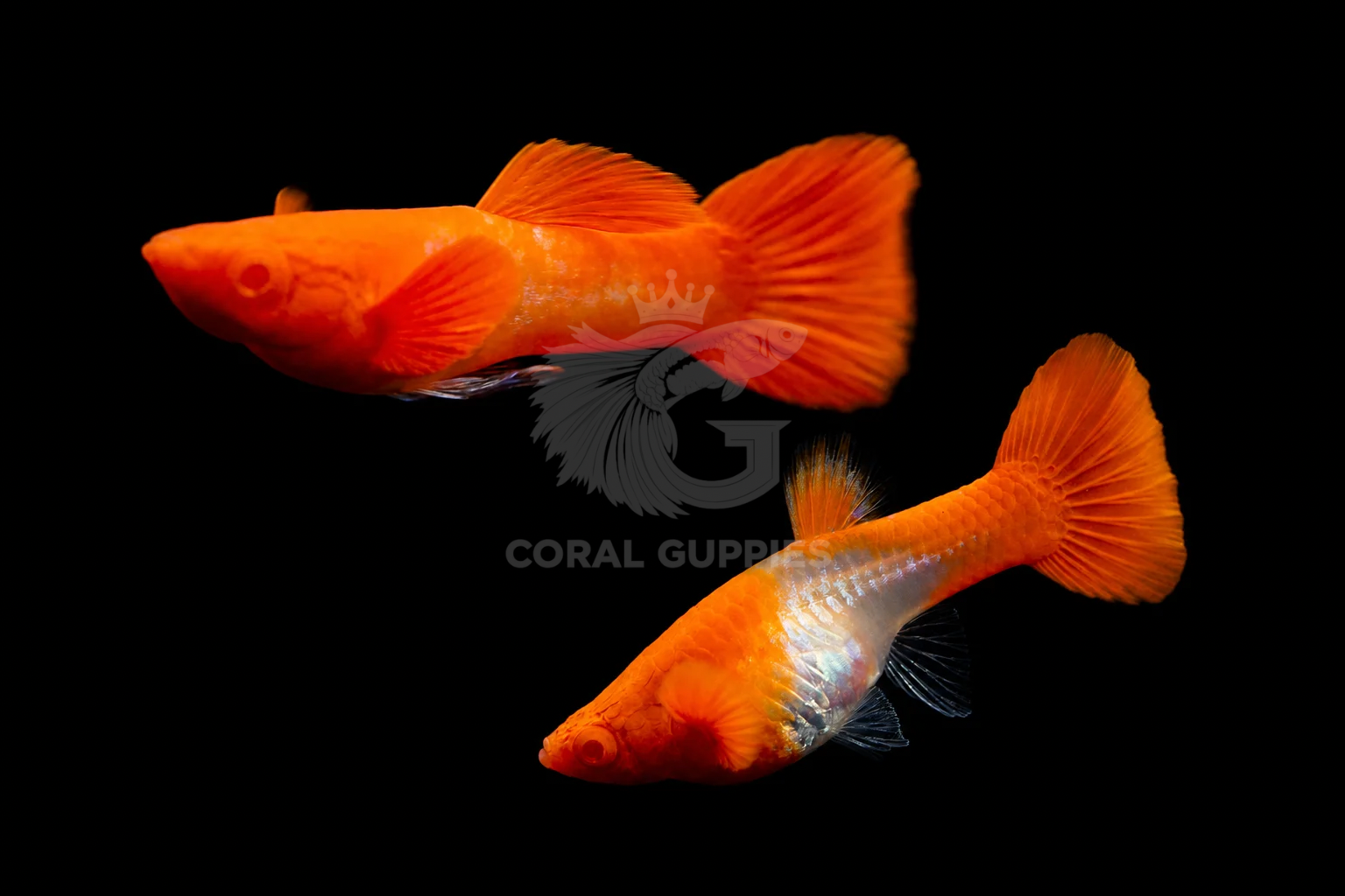 Buy Albino Red Ear Koi Guppy Online - Aquarium Shop India