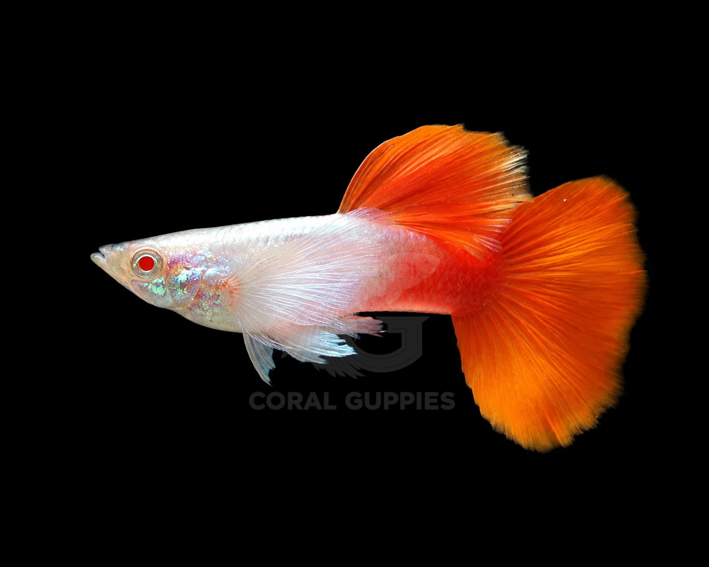 Buy Albino Red Tail Platinum Dumbo Ear Guppy Guppy Fish Pair Online India - Coral Guppies Shop