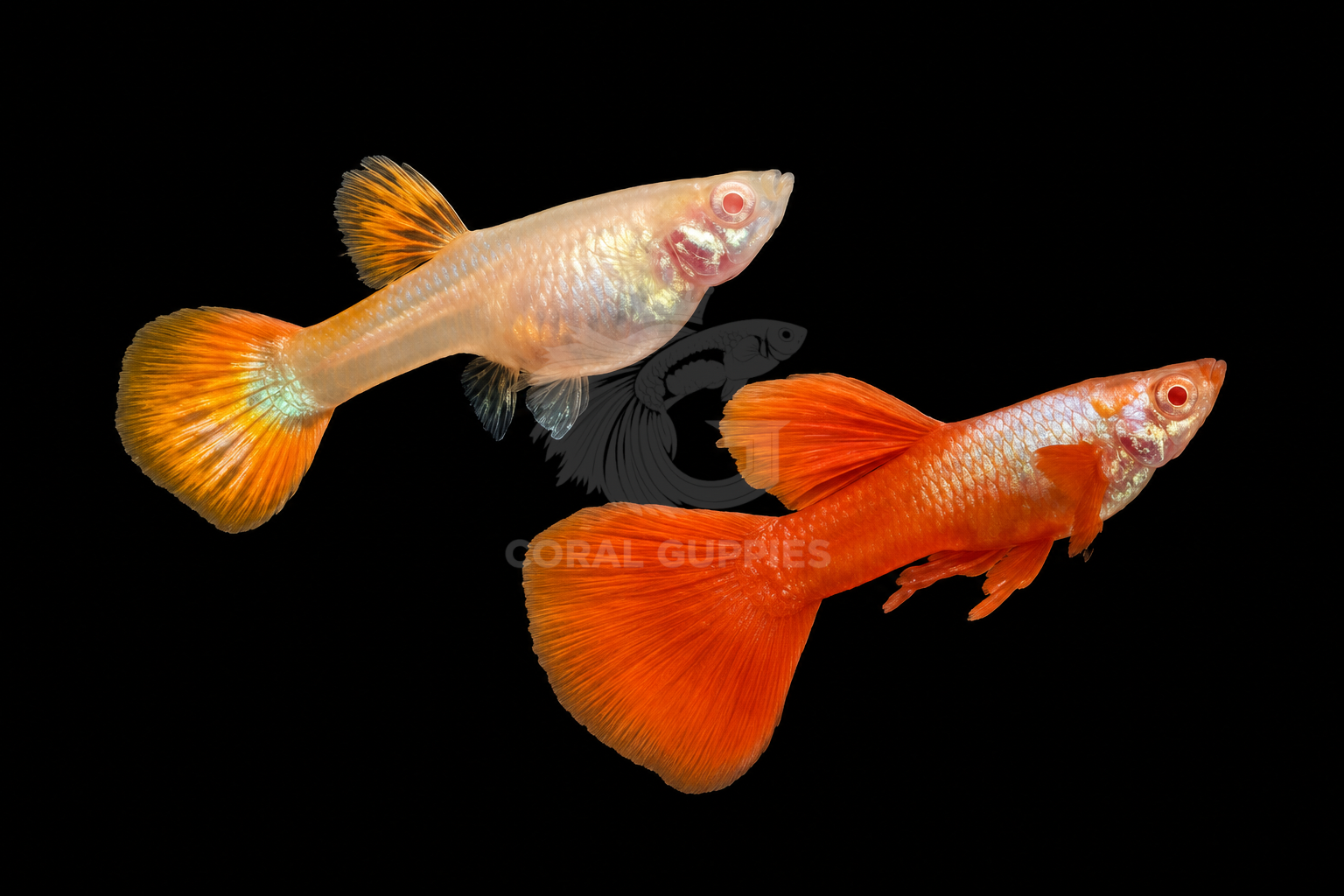 Buy Albino Silverado Red Ear Guppy Online India - Coral Guppies Shop