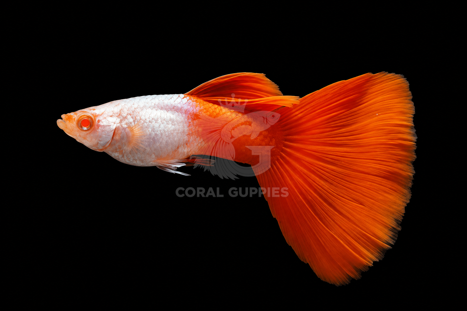 Albino Silverado guppy fish breeding pair - Coral Guppies Salem Tamil Nadu India
