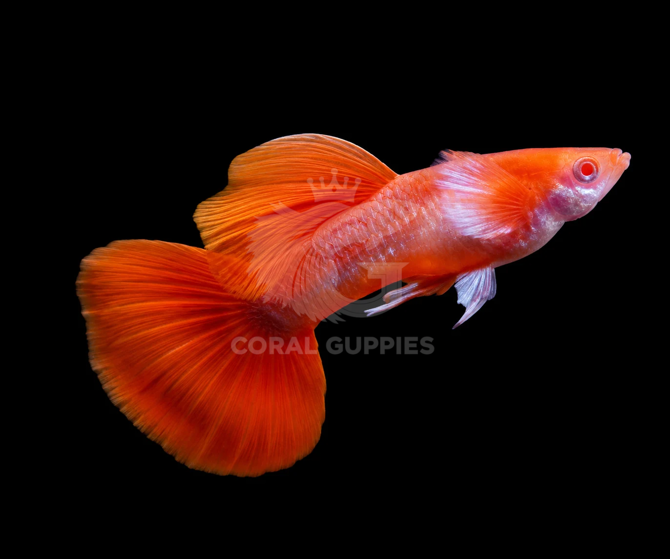 Buy Albino Tuxedo Red White ear Guppy Guppy Fish Pair Online India - Coral Guppies Shop