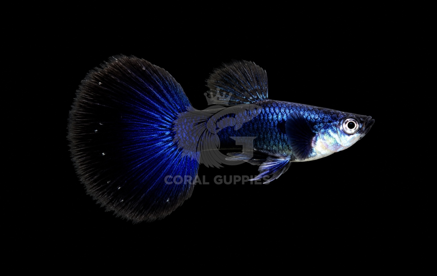 Buy Blue Diamond Guppy Guppy Fish Pair Online India - Coral Guppies Shop