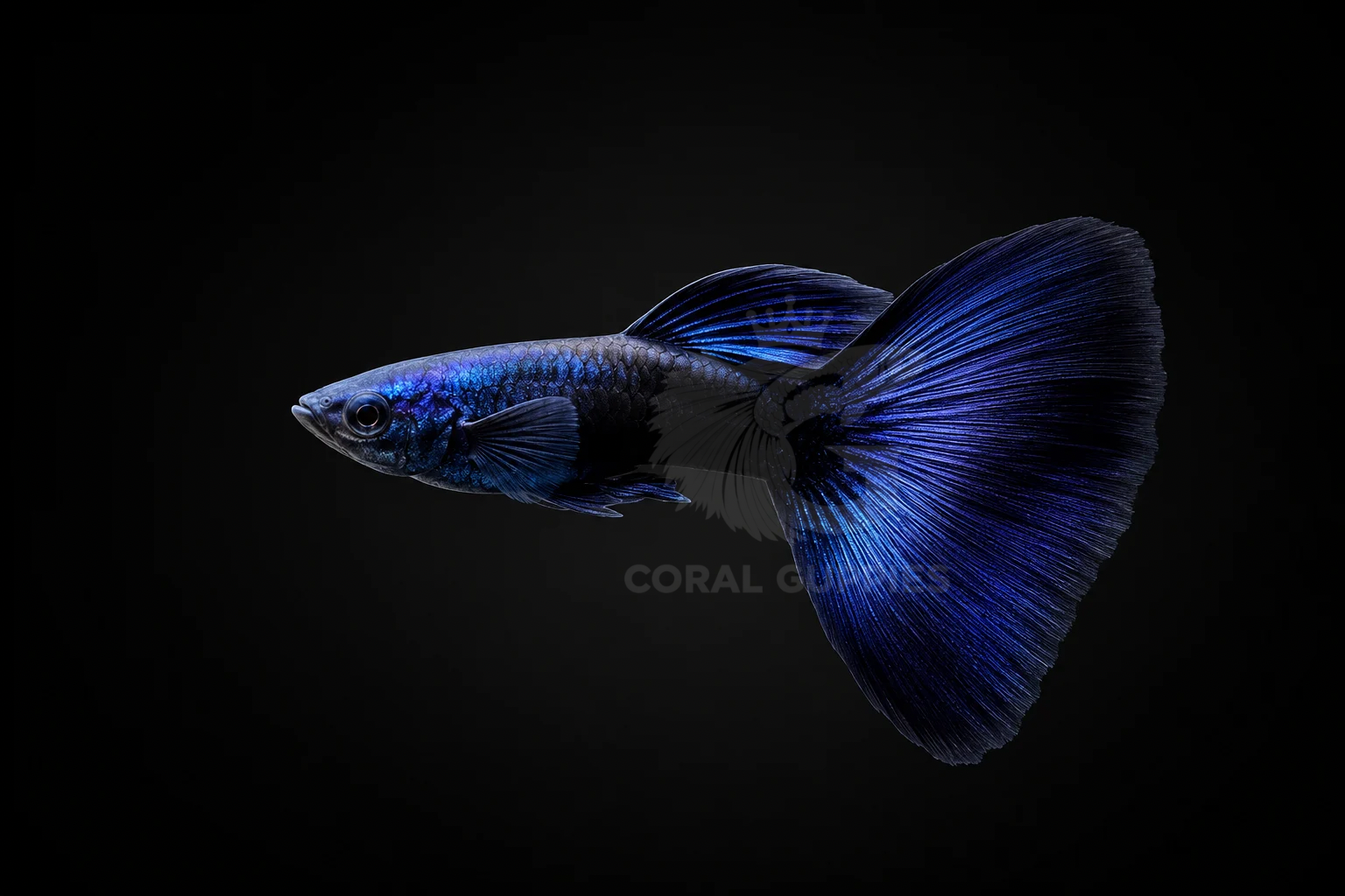Buy Blue Moscow Guppy Guppy Fish Pair Online India - Coral Guppies Shop