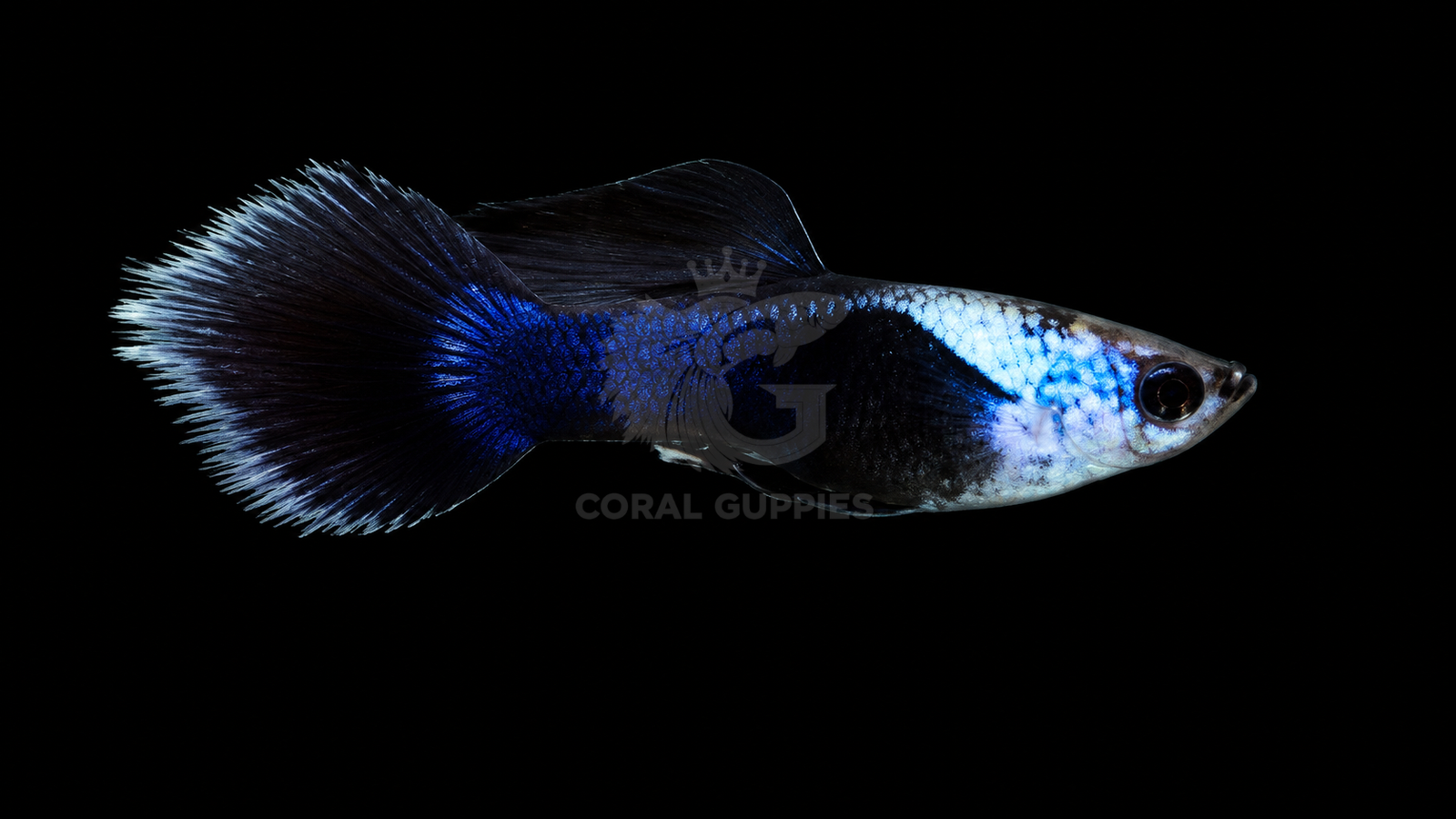 Buy Blue Panda Guppy Online India - Coral Guppies Shop