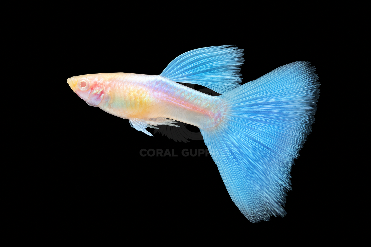 Buy Albino Blue Topaz Guppy online India
