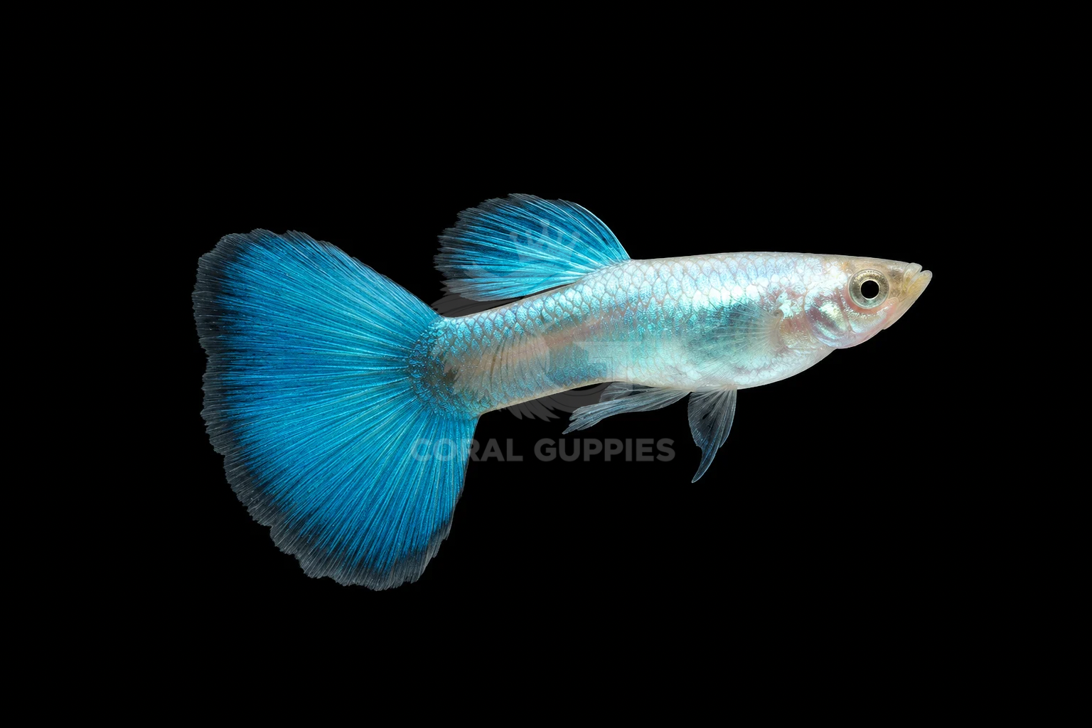 Buy Coral Blue Guppy Guppy Fish Pair Online India - Coral Guppies Shop