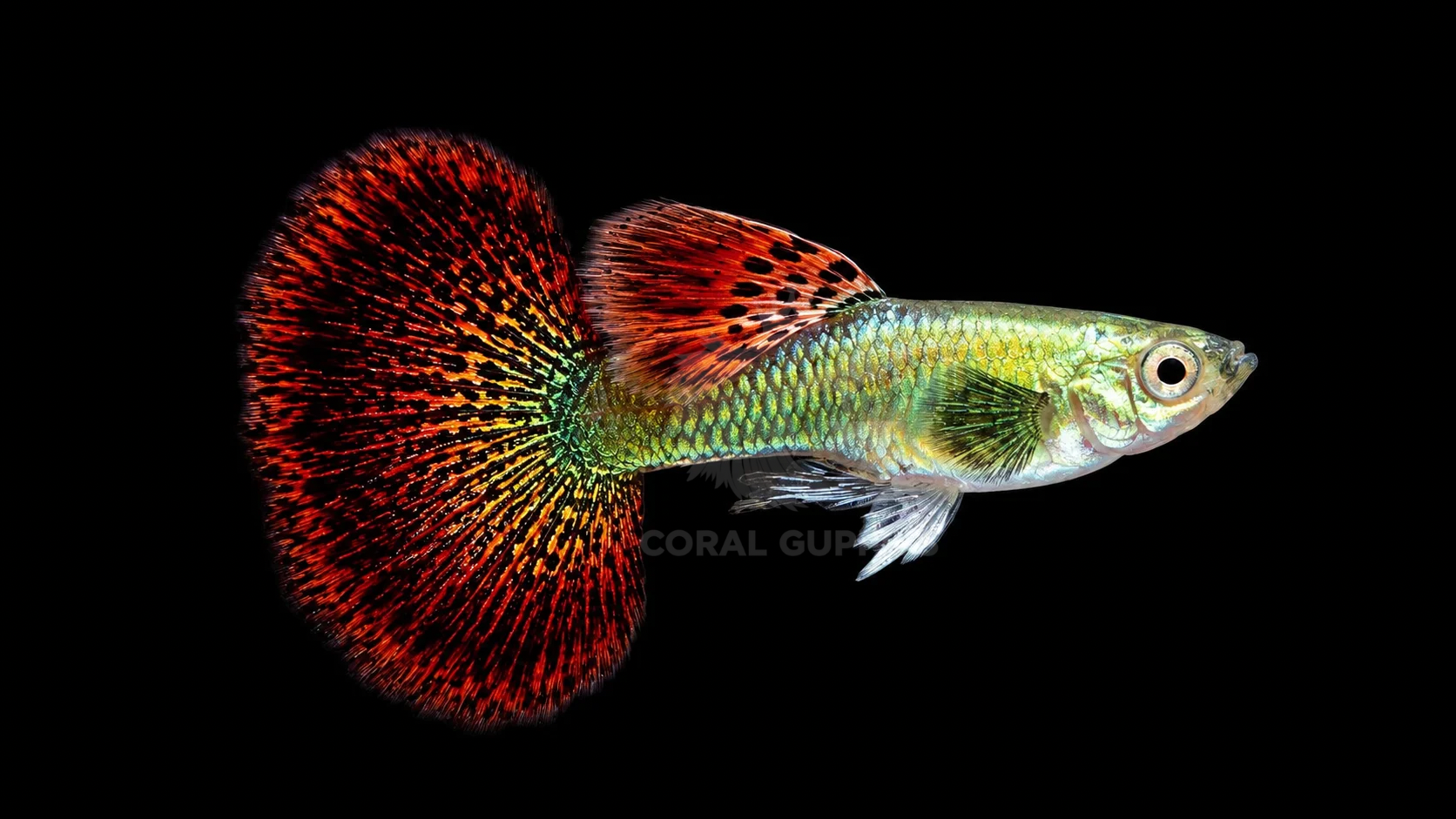 Buy Dark Knight Red Dragon Guppy Guppy Fish Pair Online India - Coral Guppies Shop