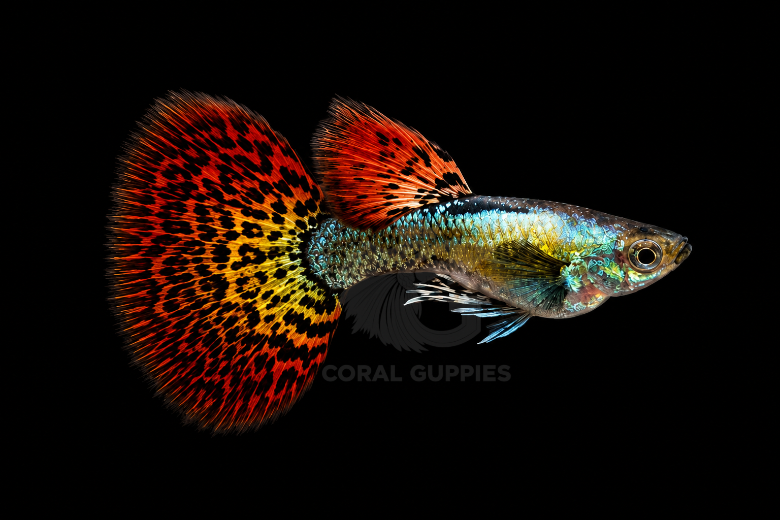 Buy Dark Knight Red Dragon Guppy online India