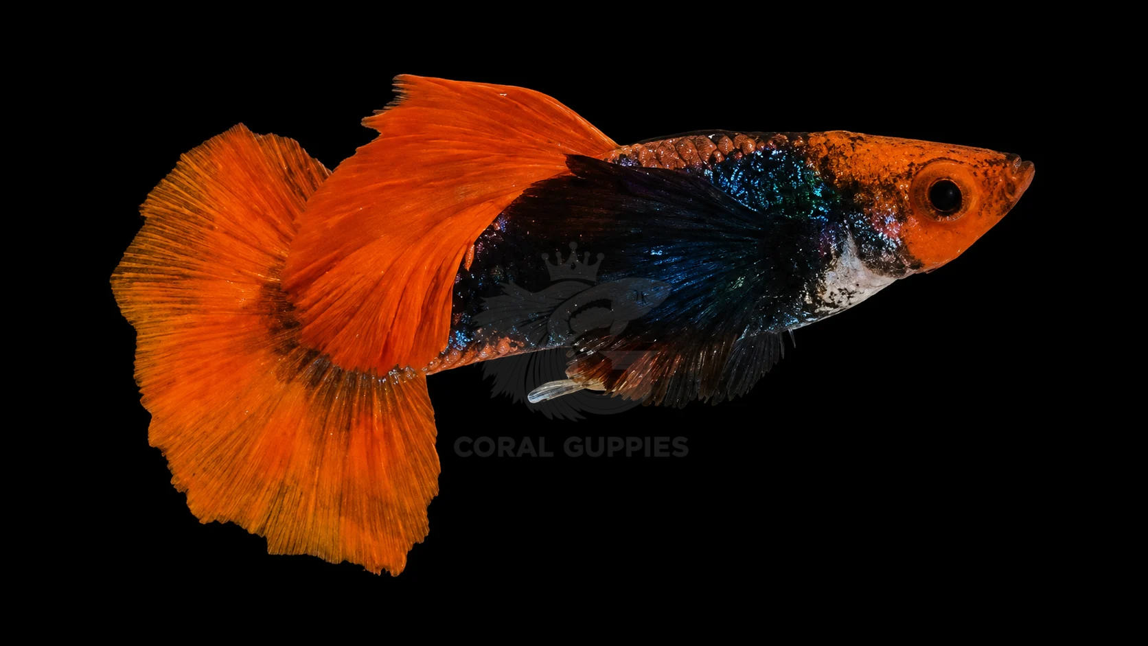 Buy Dumbo Ear Koi Guppy Guppy Fish Pair Online India - Coral Guppies Shop