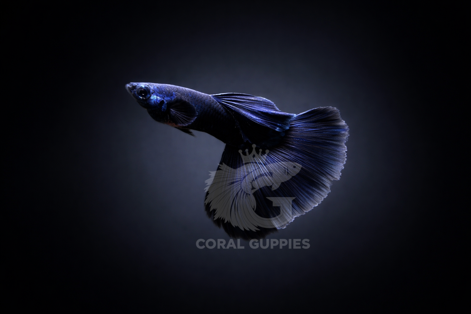Electric Blue Guppy breeding pair - Coral Guppies India