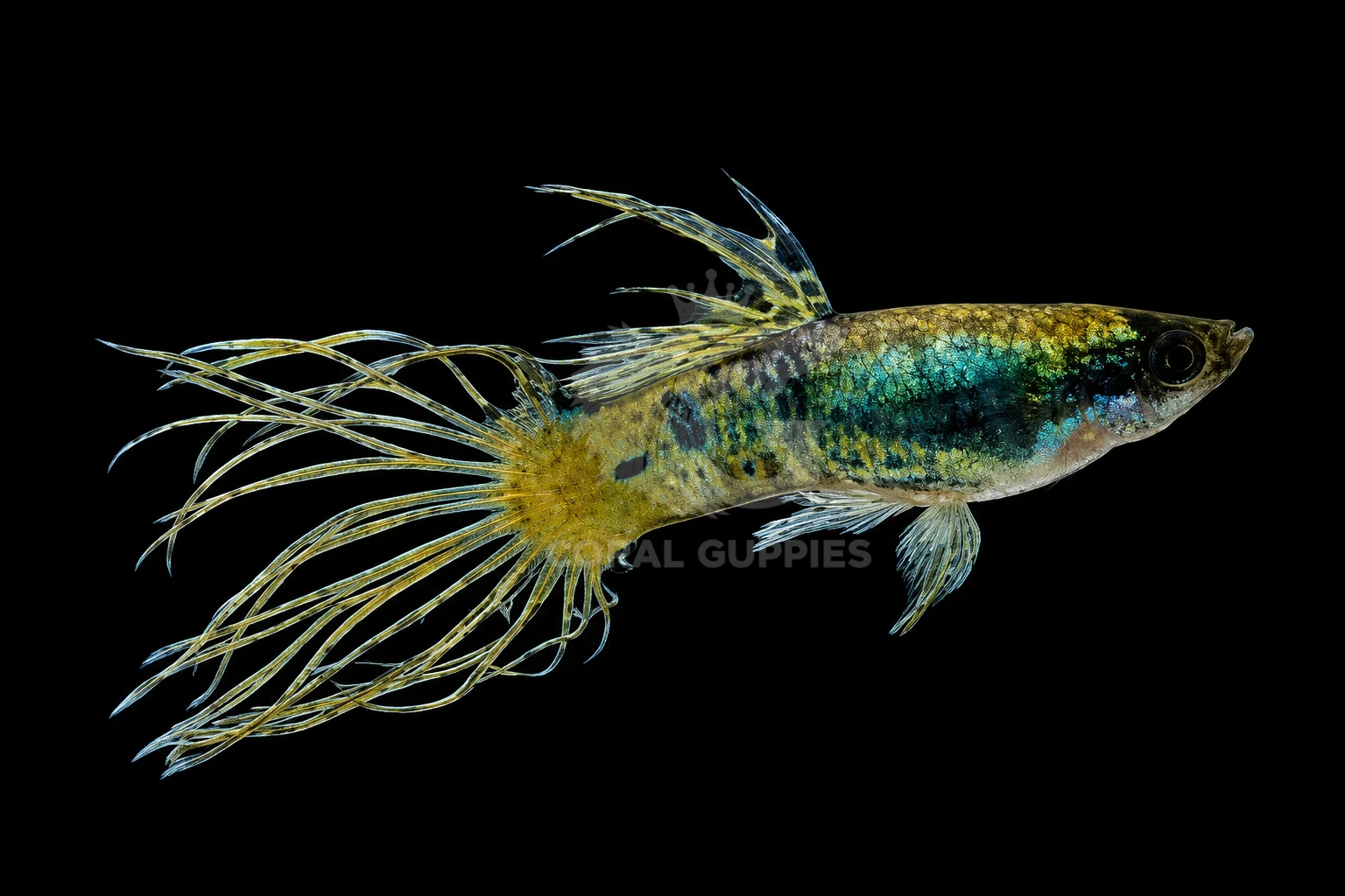 Buy Galaxy Crown Tail Guppy Online - Aquarium Shop India
