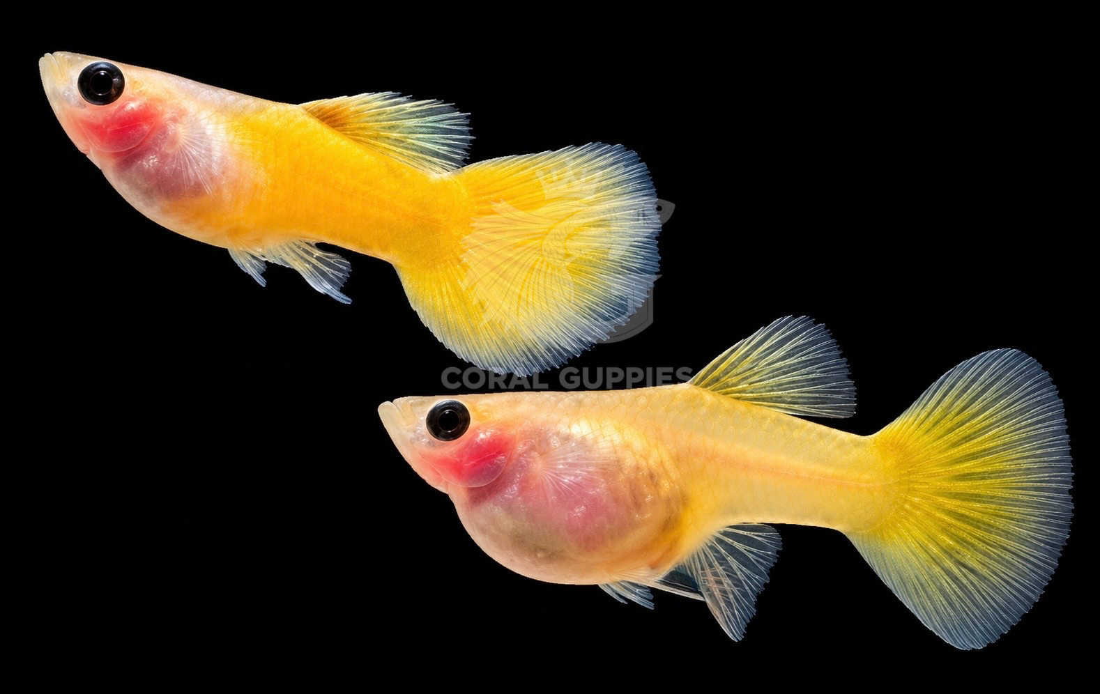 Buy Gold Glassbelly Short Body Guppy Online India - Coral Guppies Shop