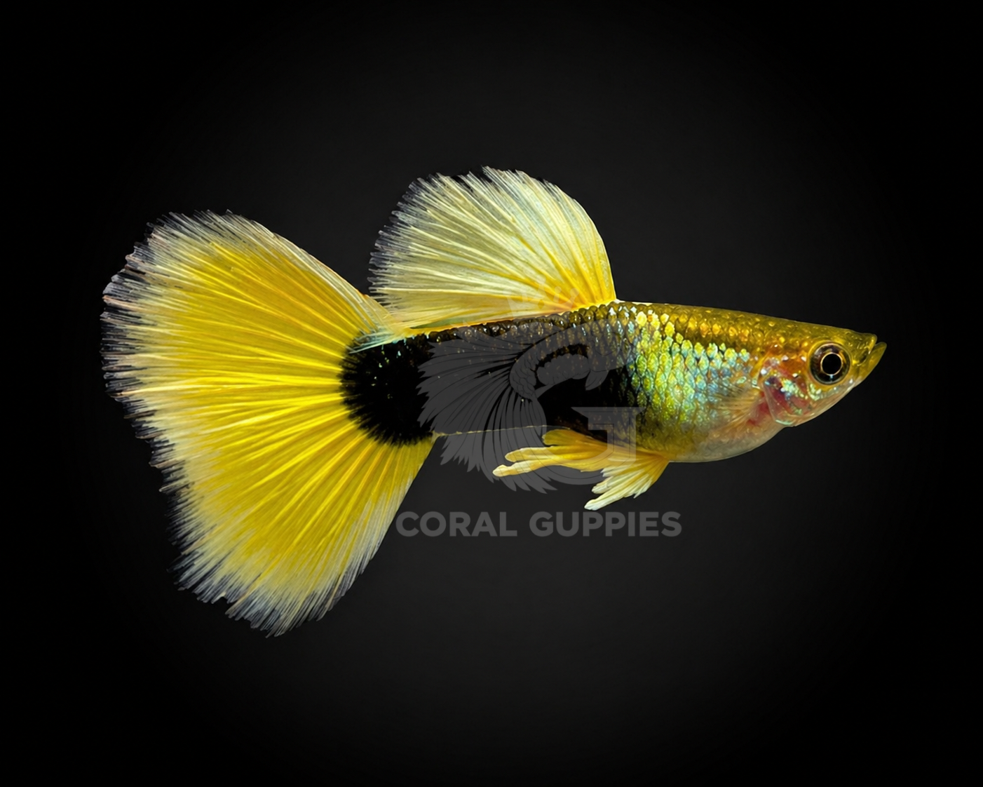 HB Yellow Pastel guppy fish breeding pair - Coral Guppies Salem Tamil Nadu India