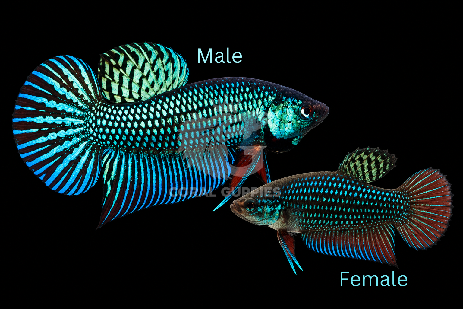 Buy Green Mahachai Betta Betta fish online