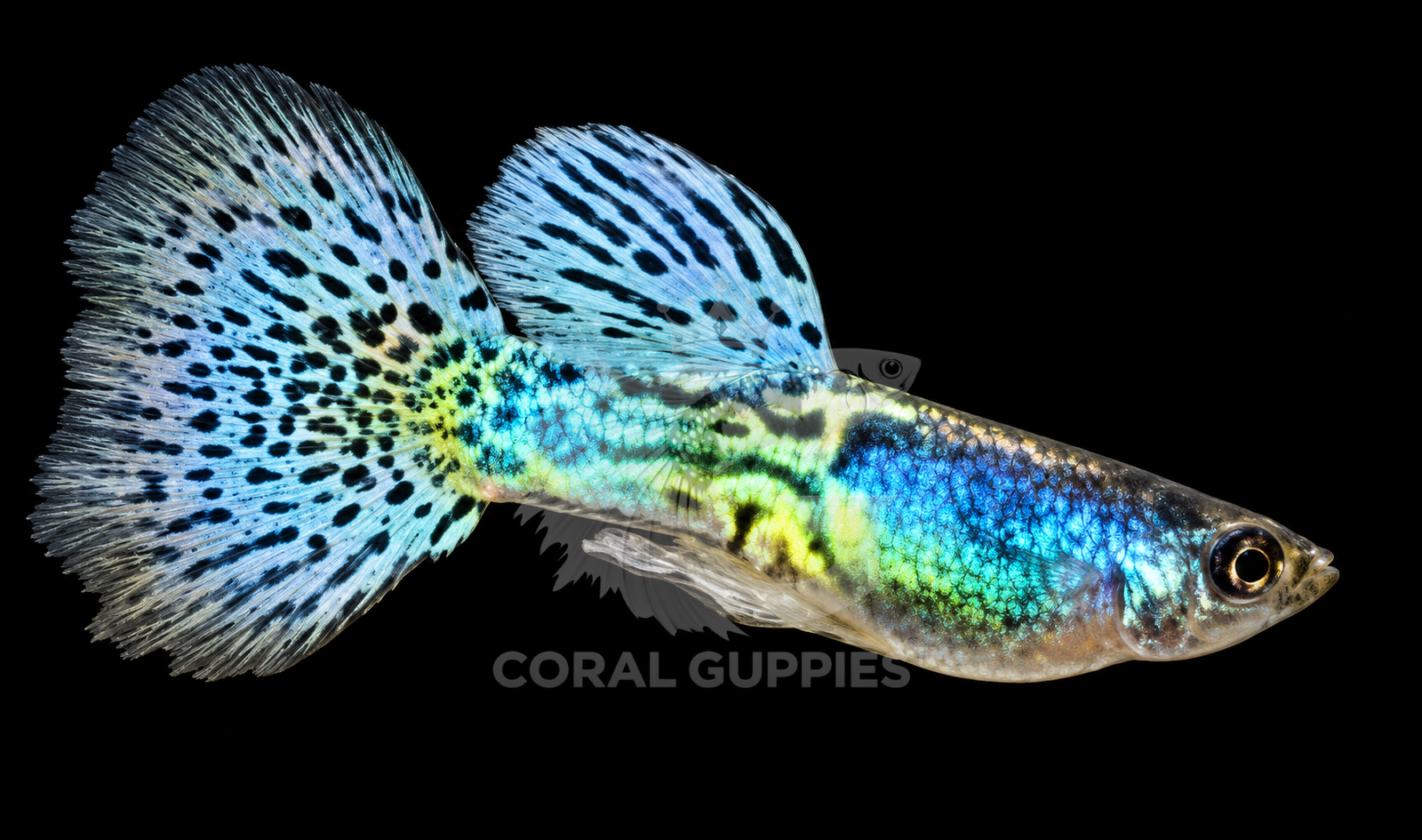 Buy Metal Blue Lacetail Guppy Online India - Coral Guppies Shop
