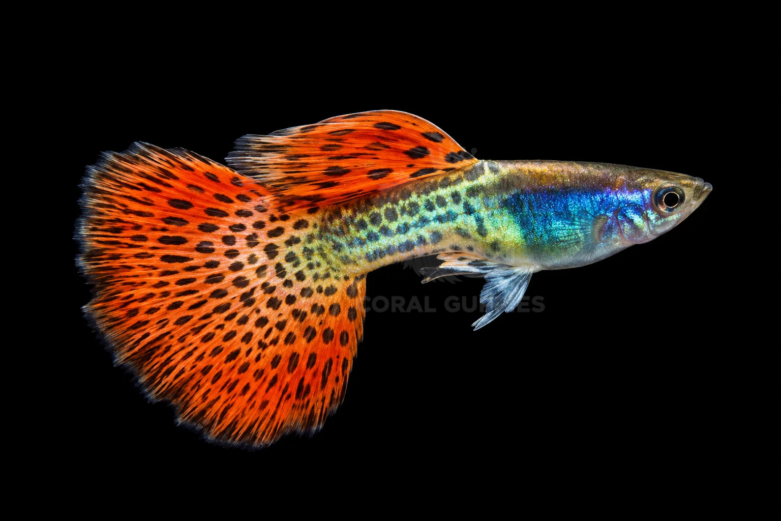 Buy Metal Red Lace Guppy Guppy Fish Pair Online India - Coral Guppies Shop