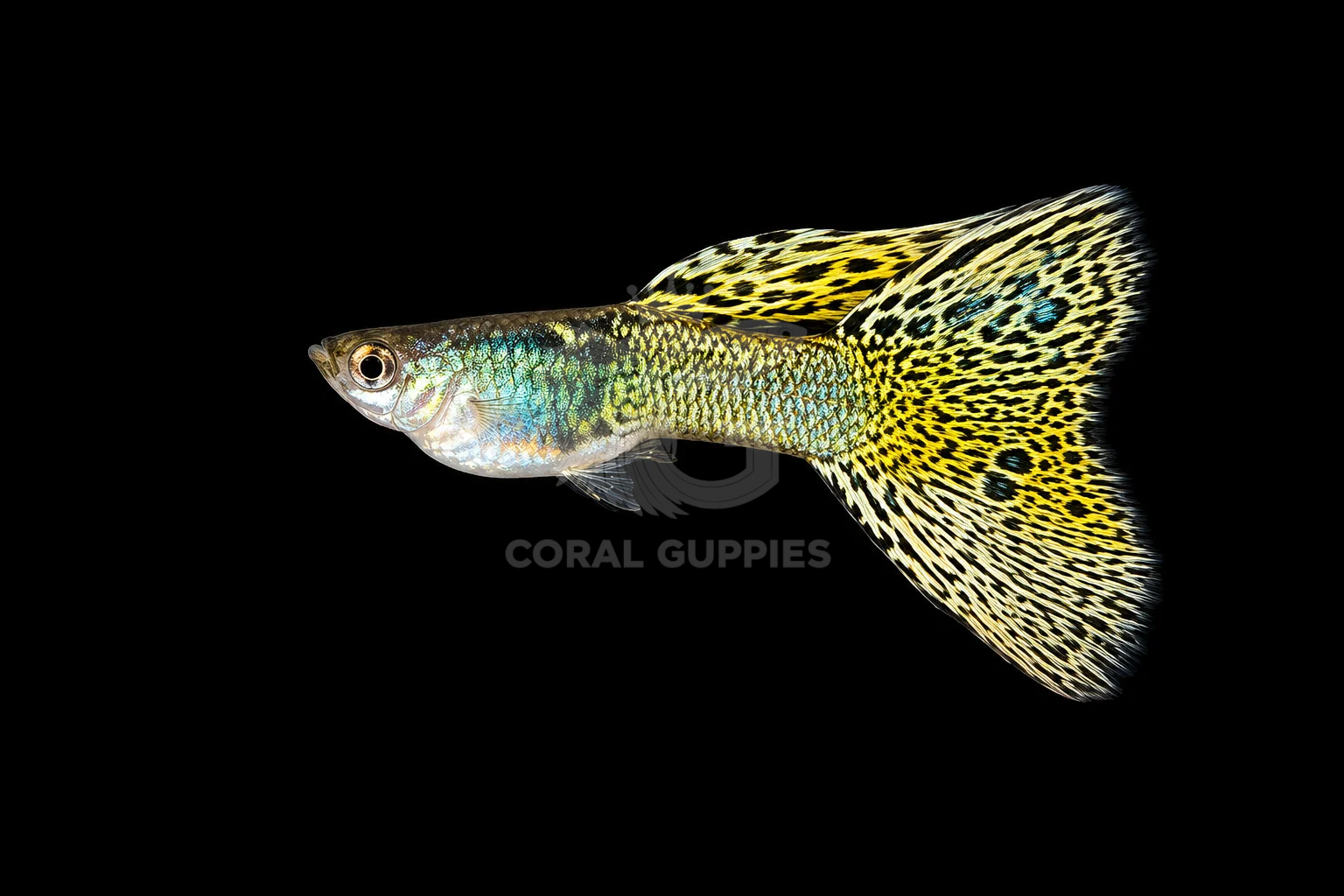 Metal Yellow Lacetail Guppy breeding pair - Coral Guppies India