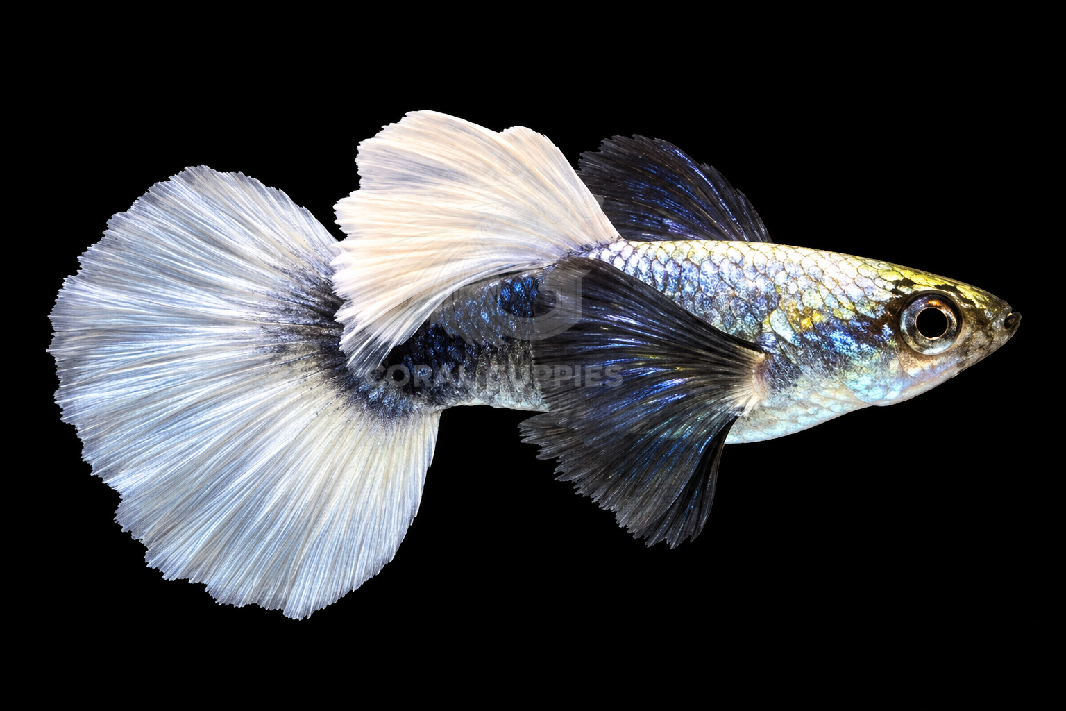 Buy Platinum White Dumbo Ear Guppy Online India - Coral Guppies Shop