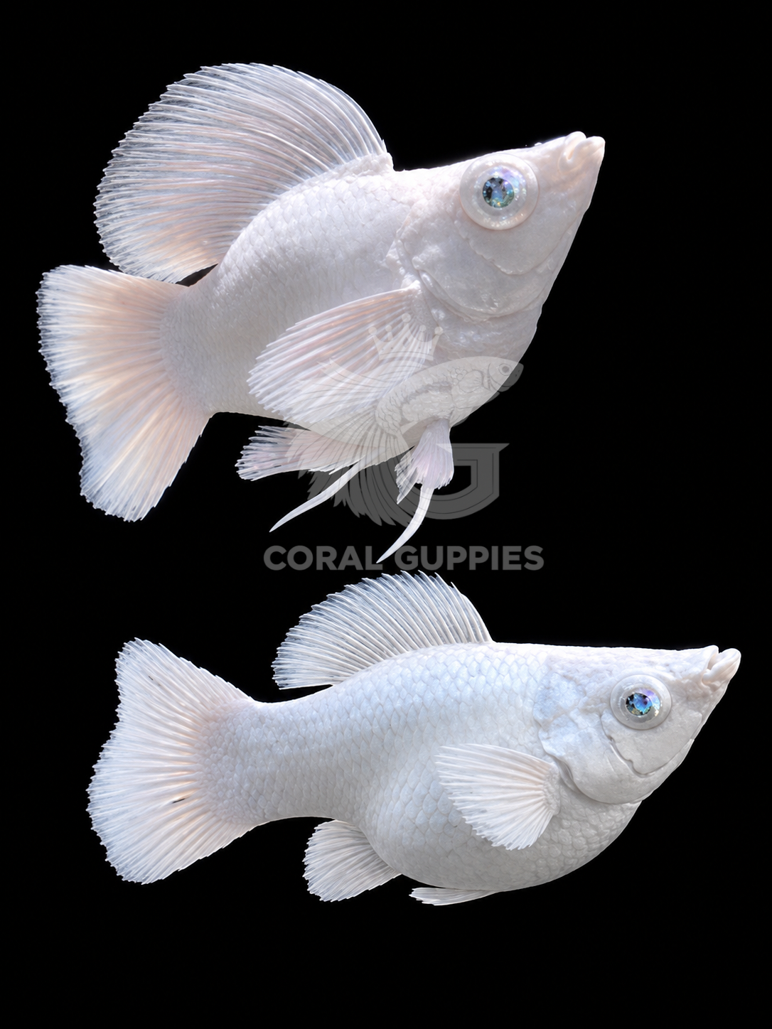 Buy Platinum White Molly Fish (Crystal Eyes) Online India - Coral Guppies Shop
