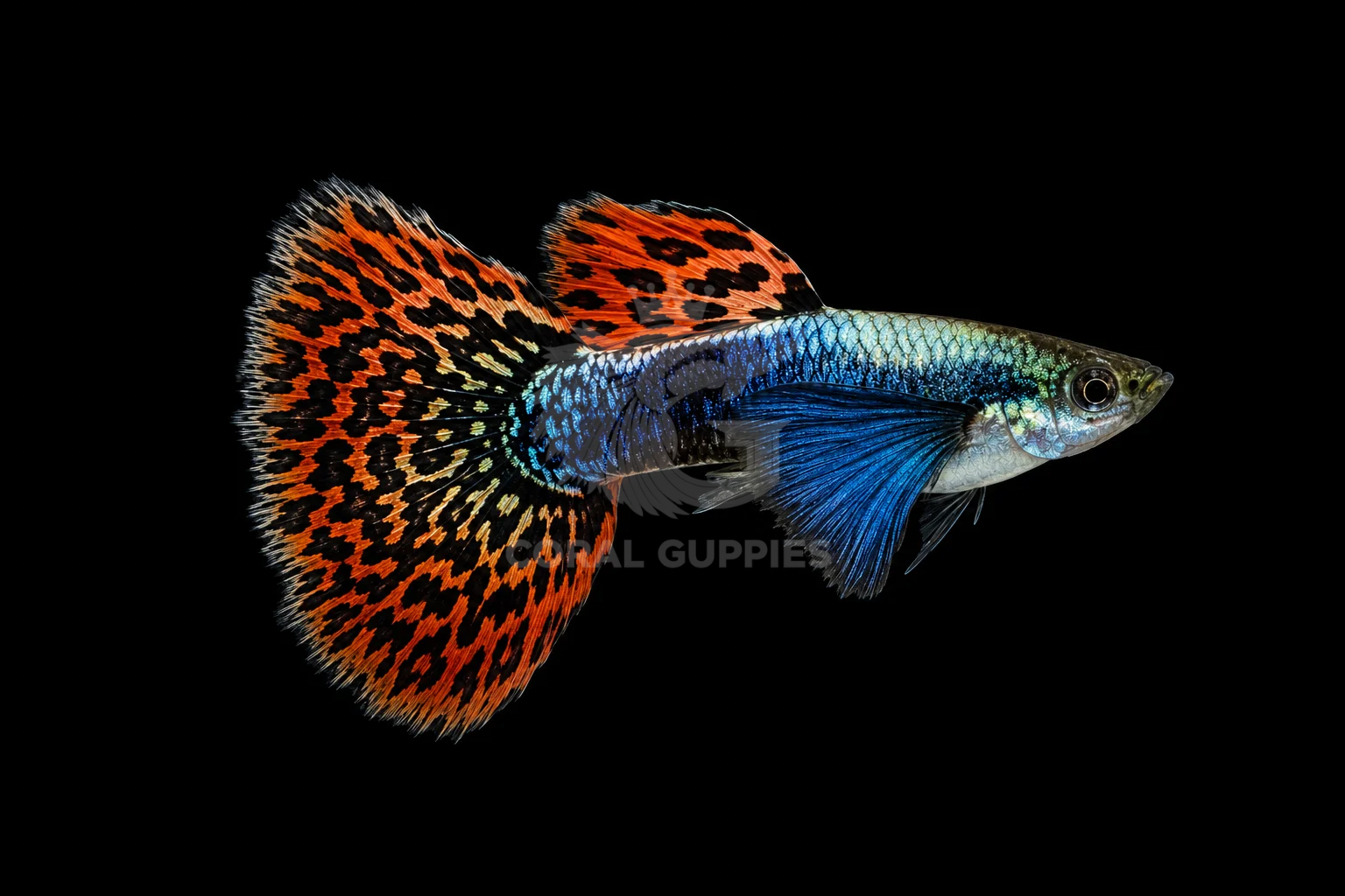 Red Dumbo Mosaic Guppy breeding pair - Coral Guppies India