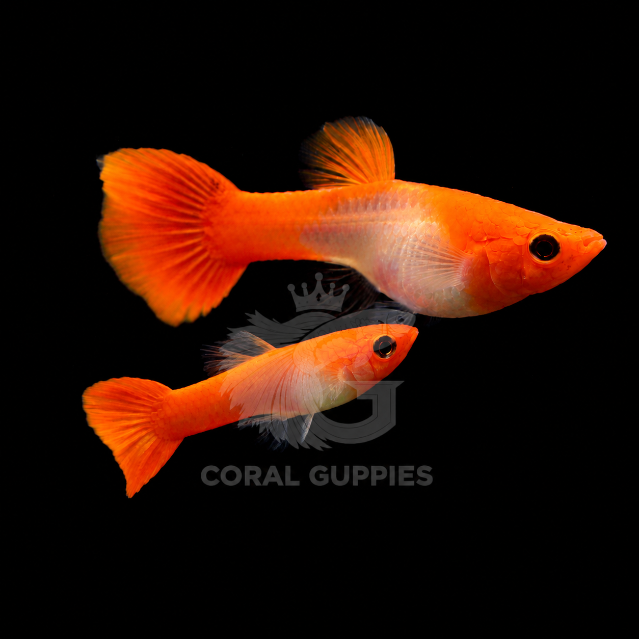 Buy Red Koi Black Eye Guppy online India