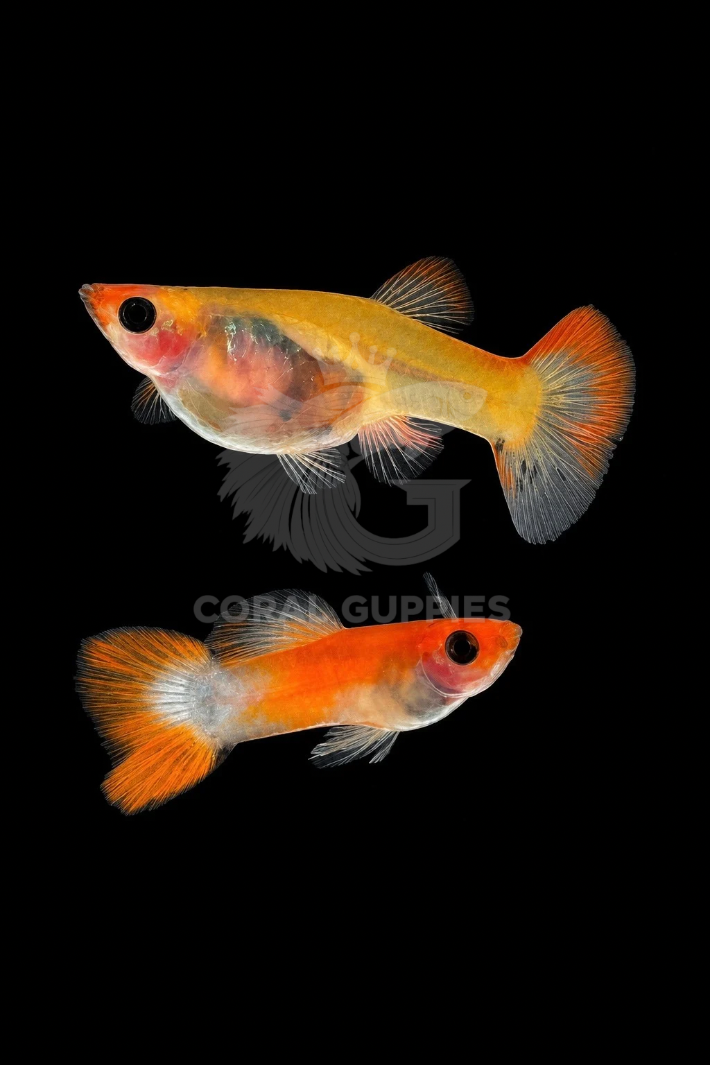 Red Koi Glassbelly (Dwarf) Guppy breeding pair - Coral Guppies India