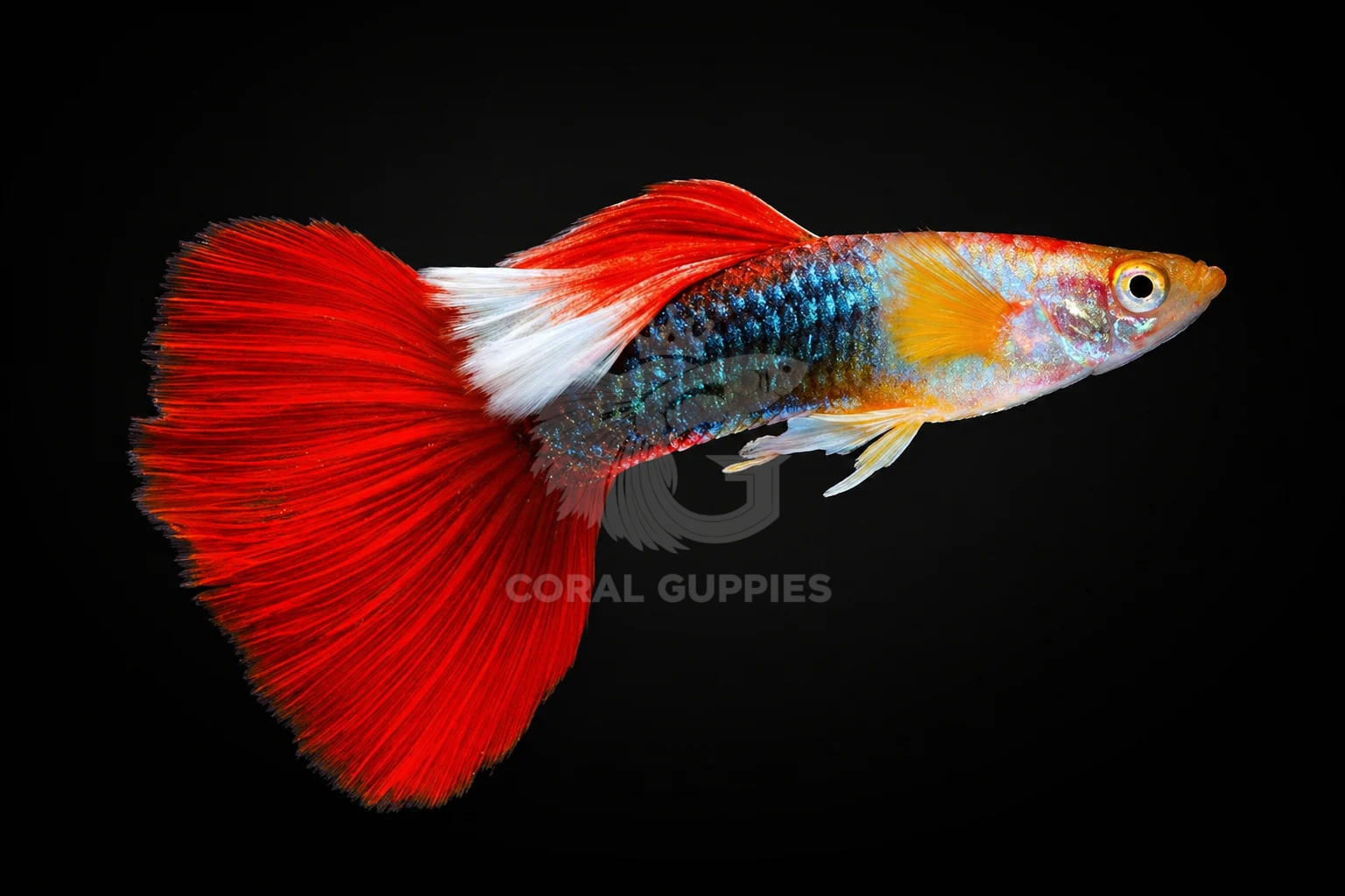 Red Tuxedo guppy fish breeding pair - Coral Guppies Salem Tamil Nadu India
