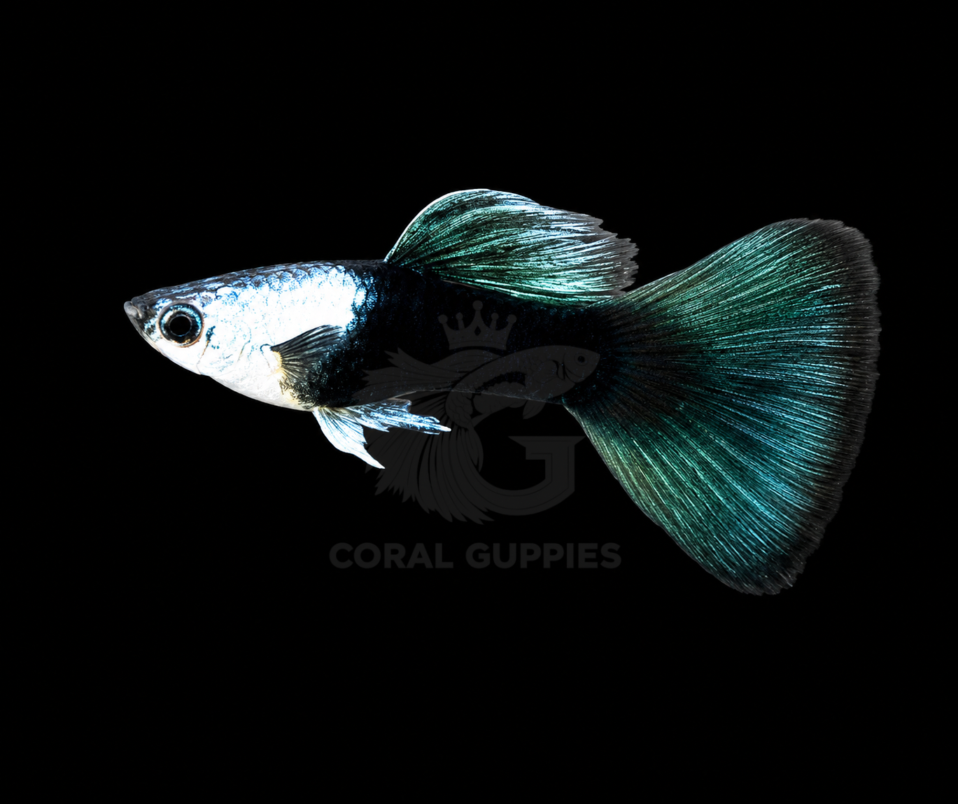 Pre-order Silverado Green Guppy