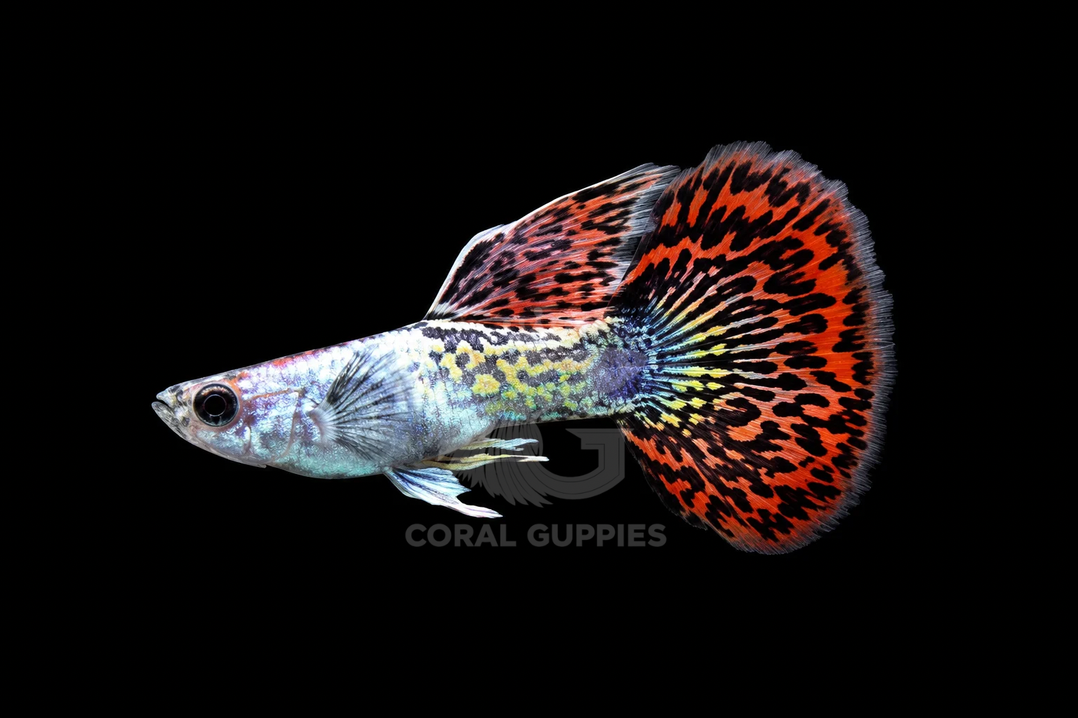 Buy Silverado Red Dragon Guppy Guppy Fish Pair Online India - Coral Guppies Shop
