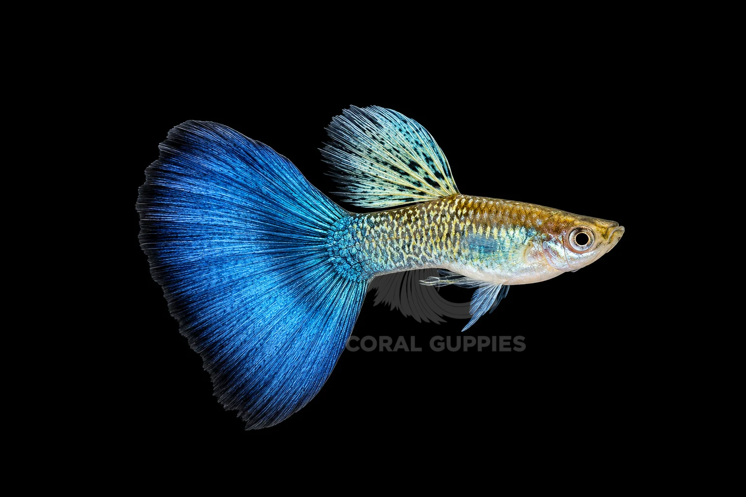 Snakeskin Bluetail Guppy breeding pair - Coral Guppies India