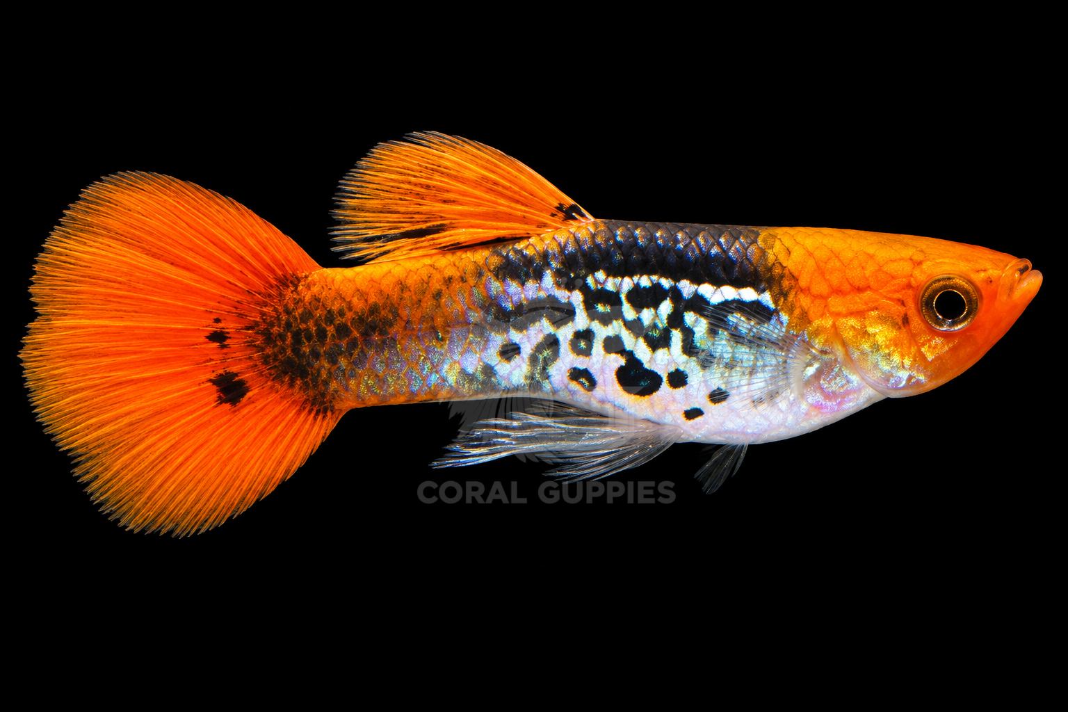 Buy Snakeskin Koi Guppy Online India - Coral Guppies Shop
