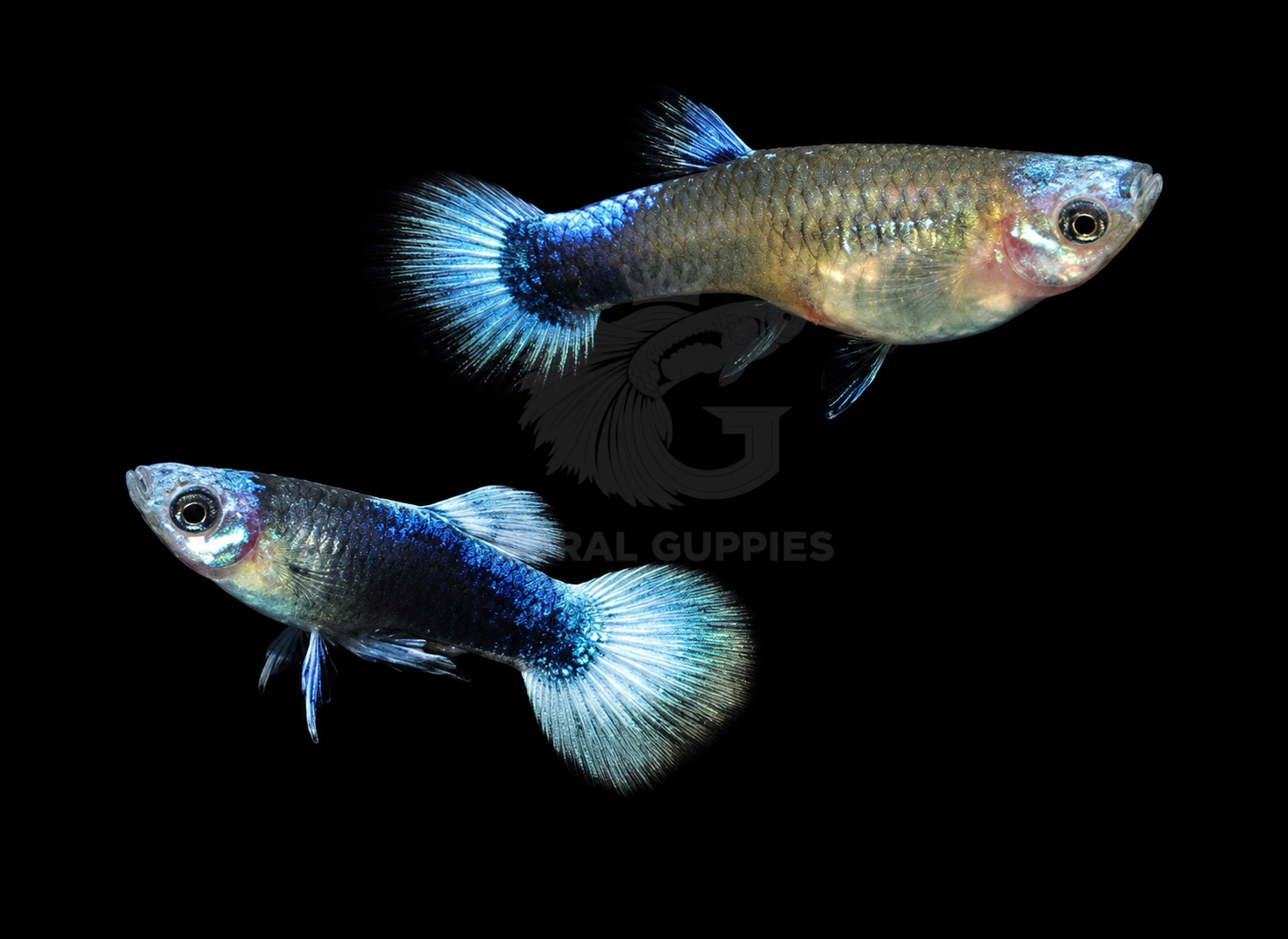 Buy Tuxedo Blue Koi Guppy Guppy Fish Pair Online India - Coral Guppies Shop