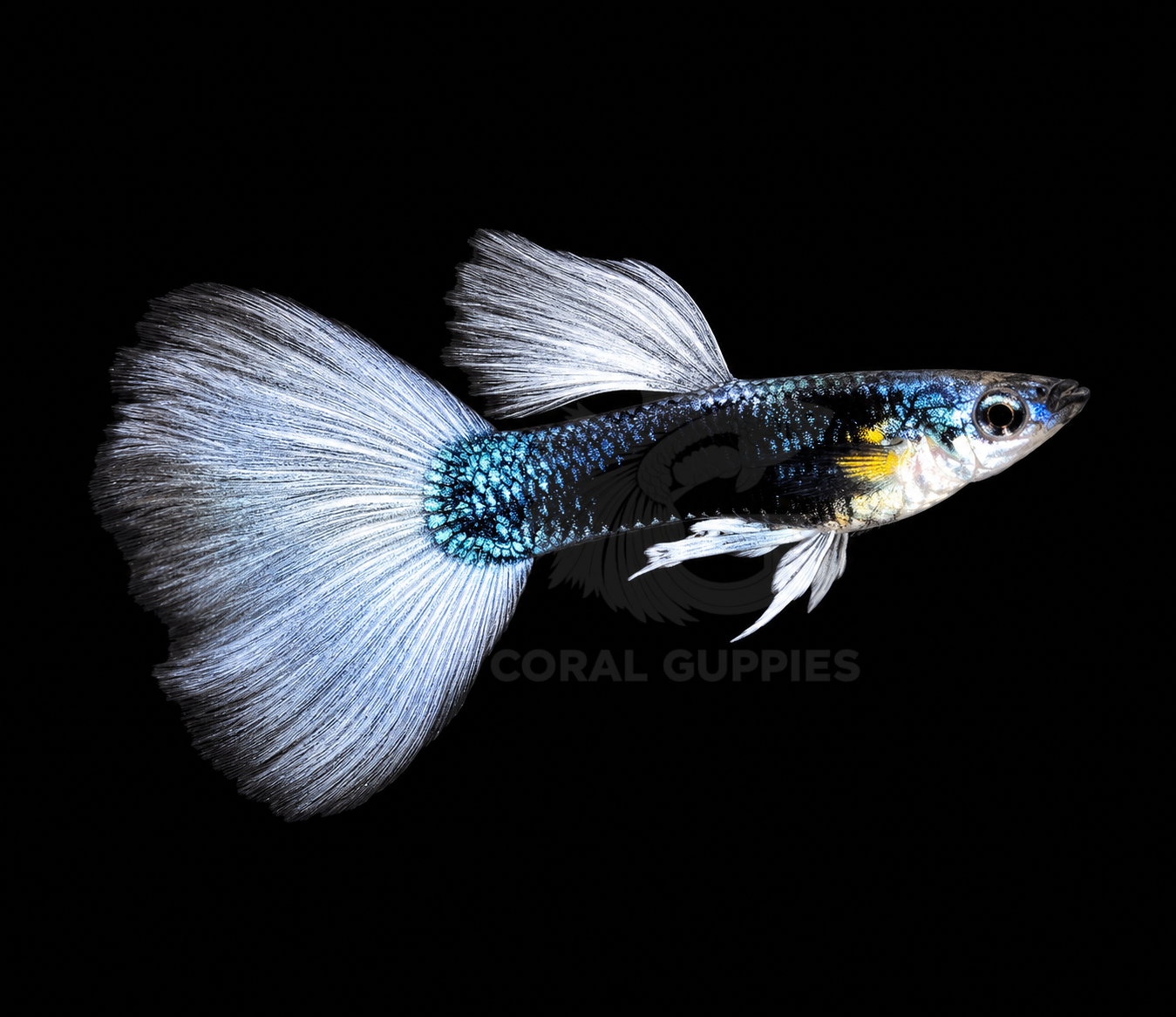 Buy Tuxedo Lavender Koi online India