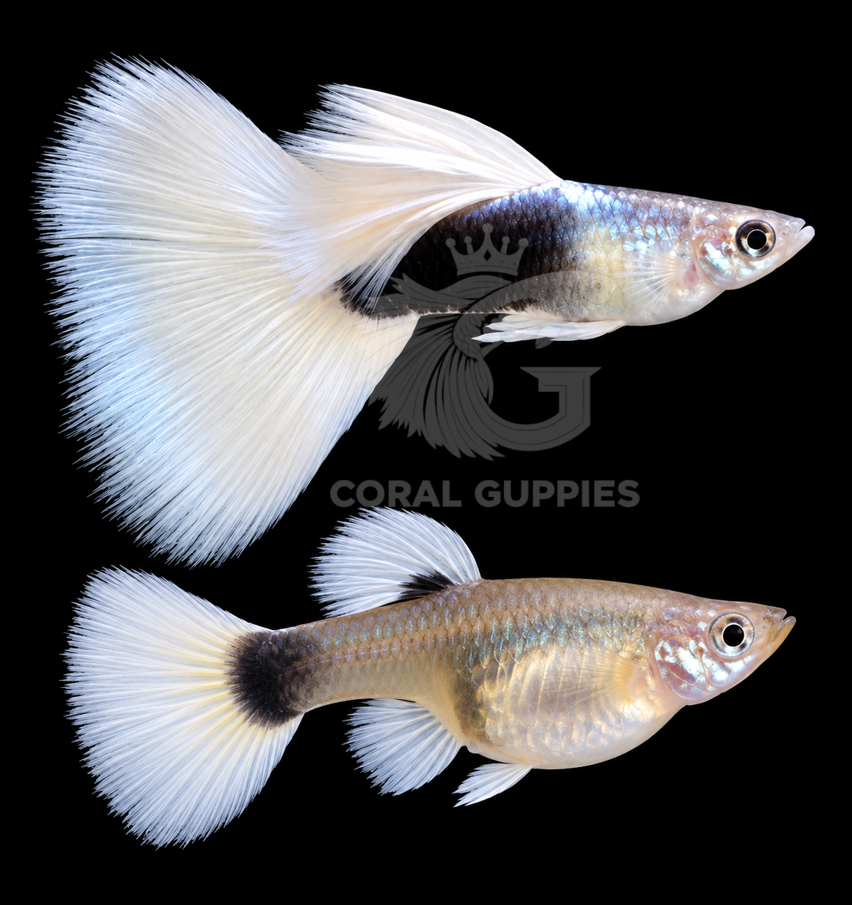 Buy White Tuxedo Guppy Online India - Coral Guppies Shop