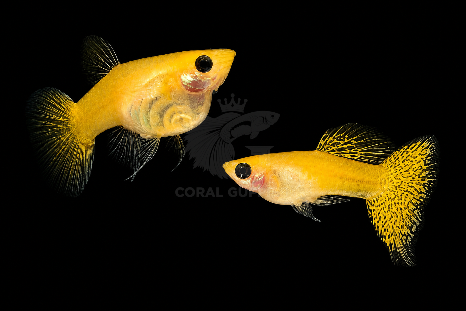 Buy Yellow Lace Balloon Glassbelly Guppy online India