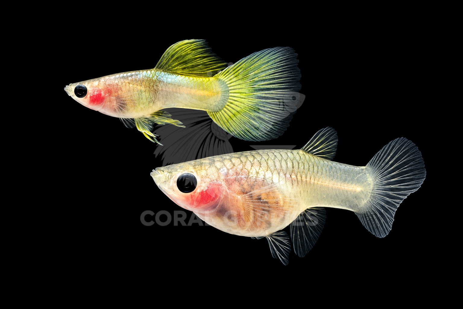 Yellow Pingu Glassbelly (Dwarf) Guppy breeding pair - Coral Guppies India