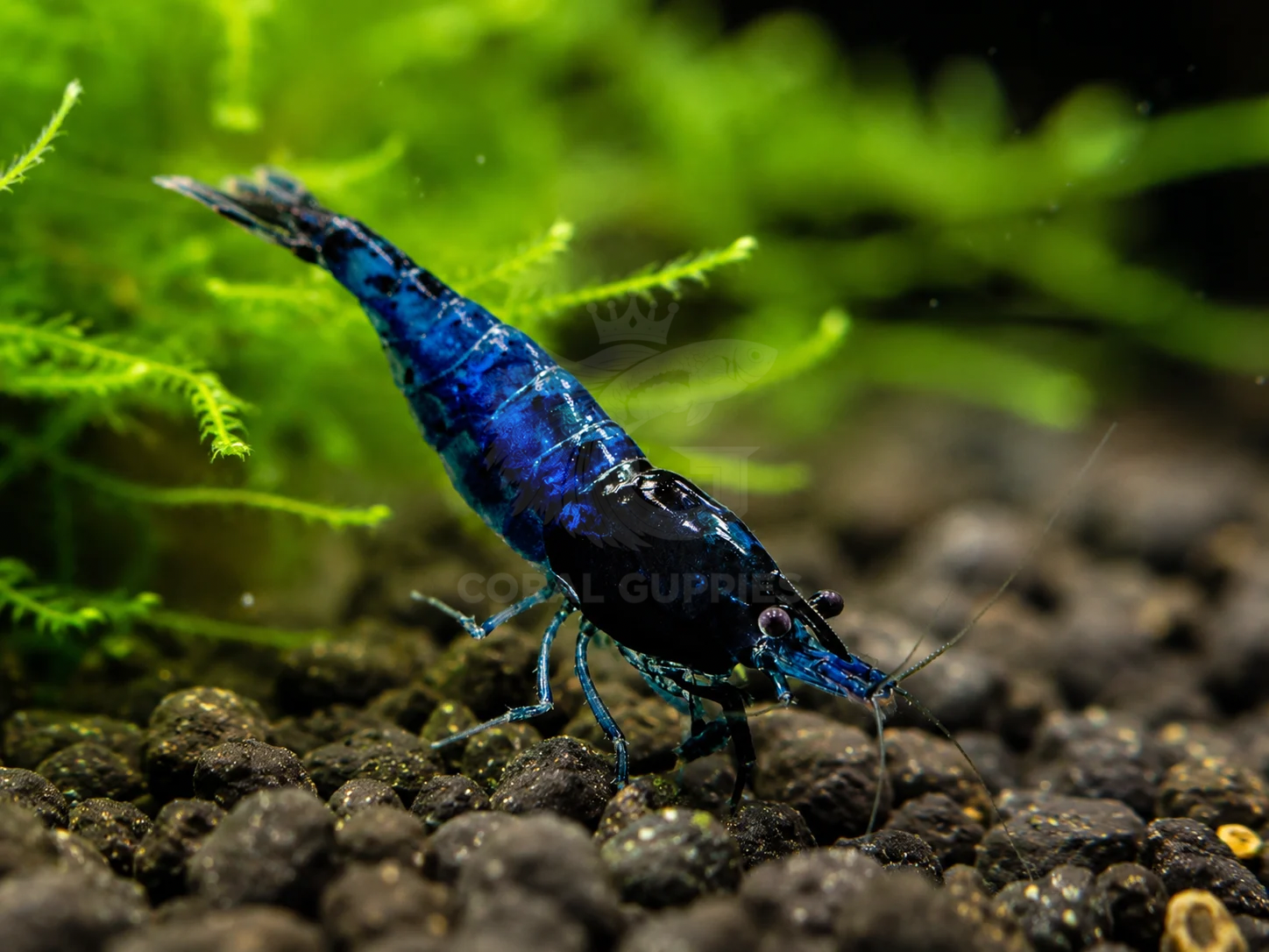 Buy Blue Dream Shrimp ( 2 No’s) Live Aquarium Plants Online - Coral Guppies Shop