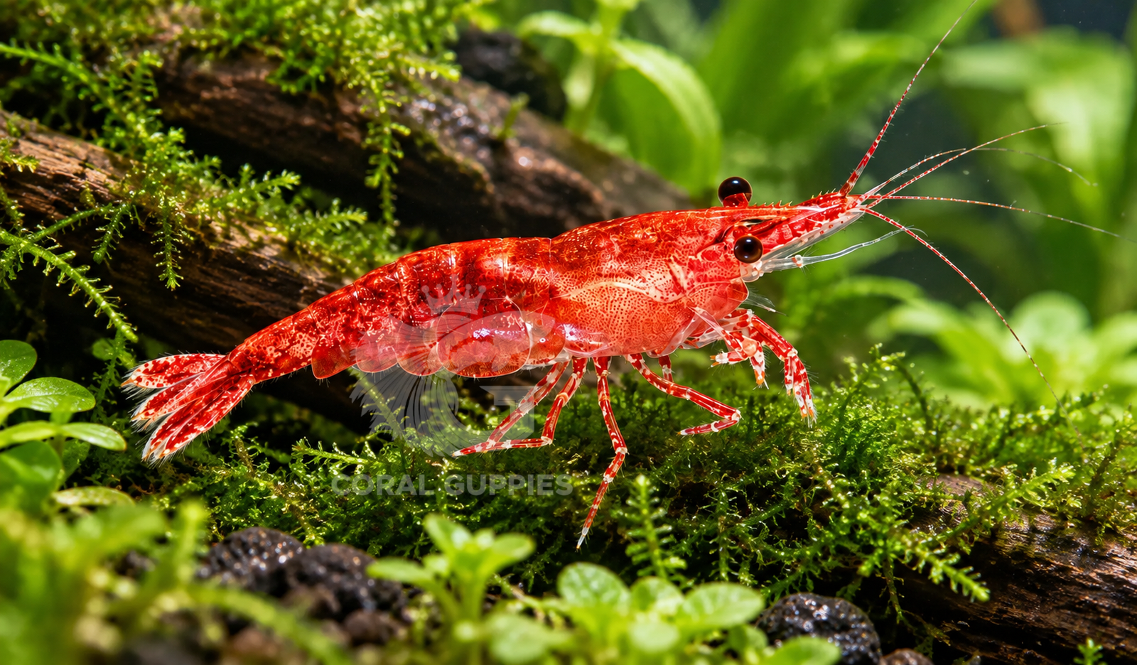 Cherry Red Shrimp (2 No’s)