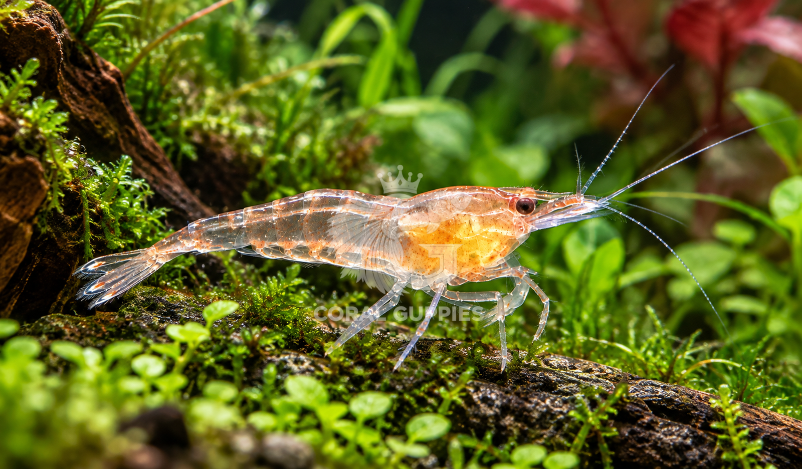 Buy Clear Red Shrimp (2 No’s) Online India - Coral Guppies Shop