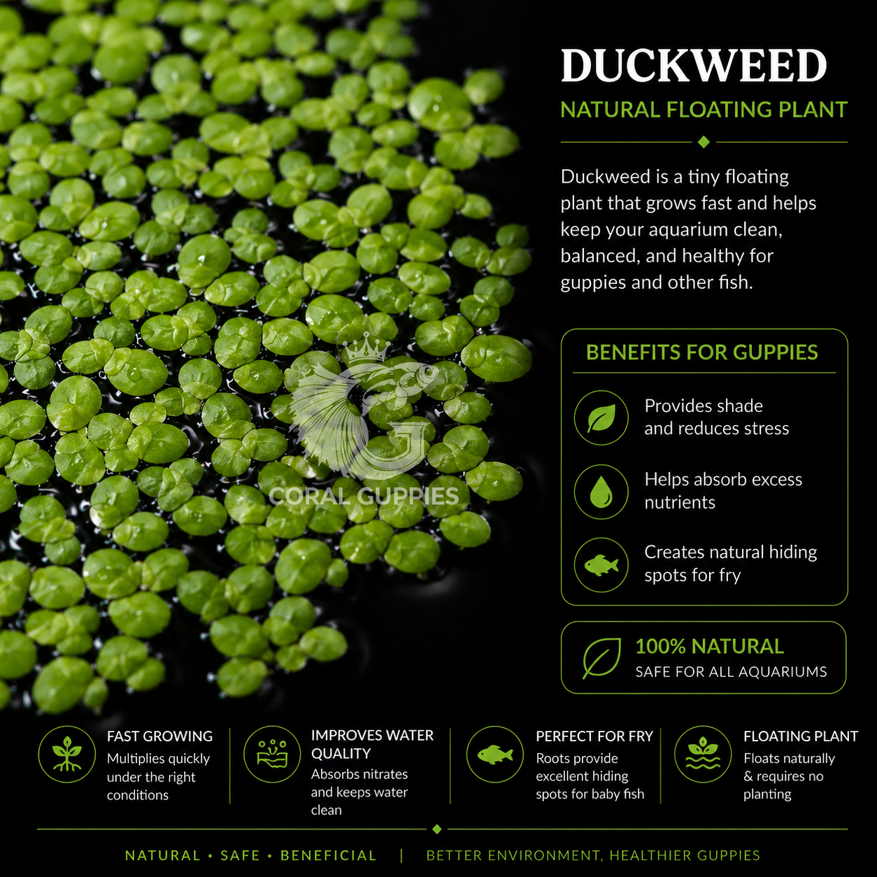 Buy Duckweed - Floating Plant Live Aquarium Plants Online - Coral Guppies Shop