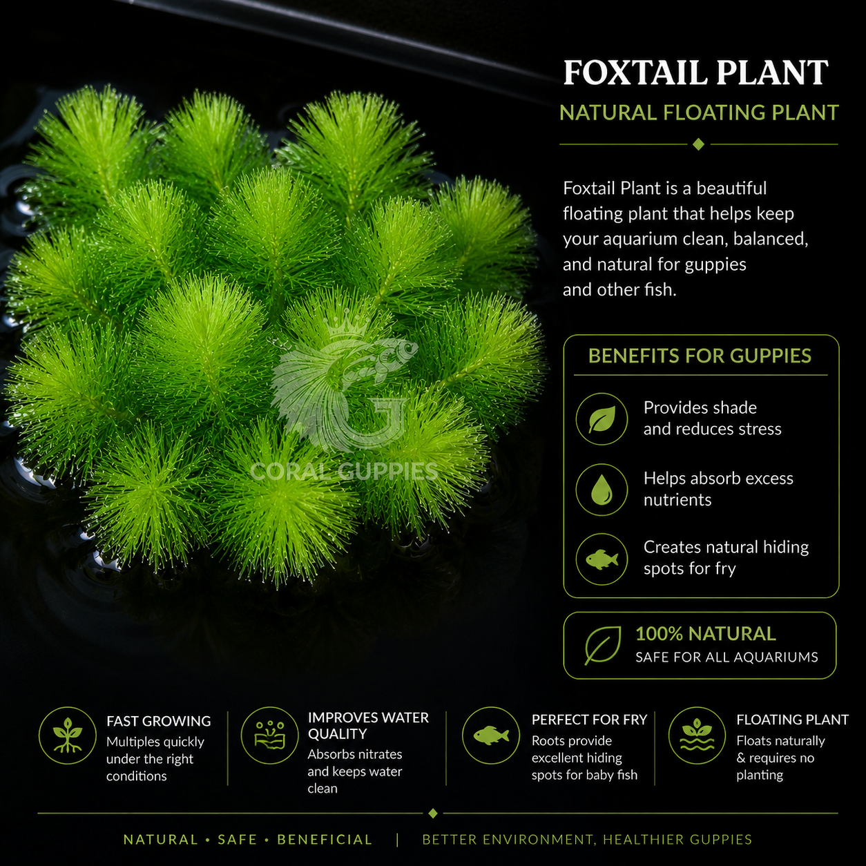 Buy Foxtail Aquatic plant Live Aquarium Plants Online - Coral Guppies Shop
