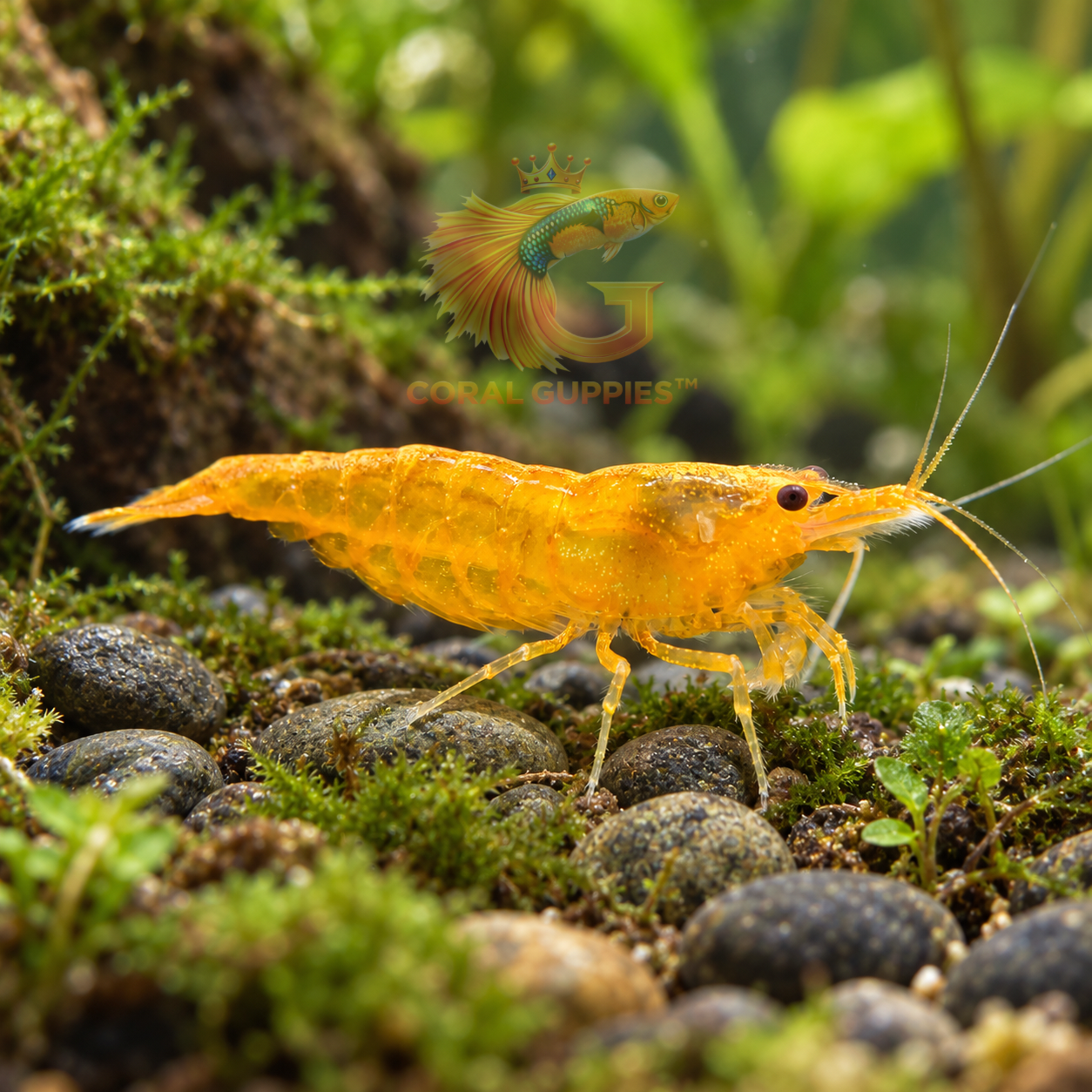 Buy Orange Pumpkin Shrimp (2 No’s) online India