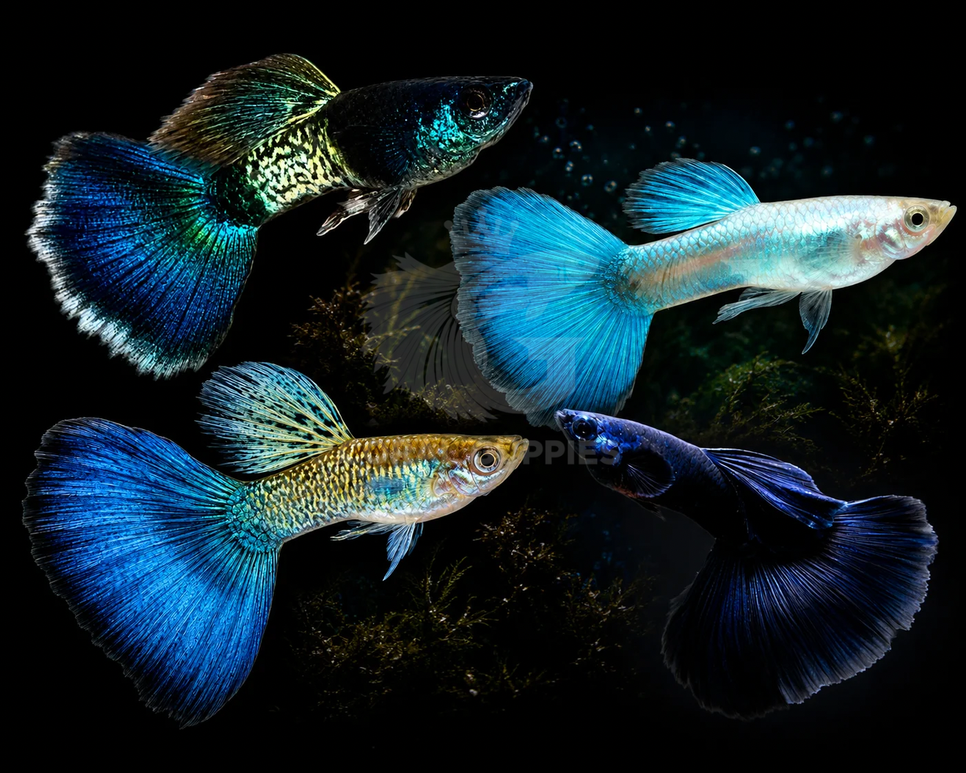 Buy Premium Blue Guppy Combo Online - Aquarium Shop India