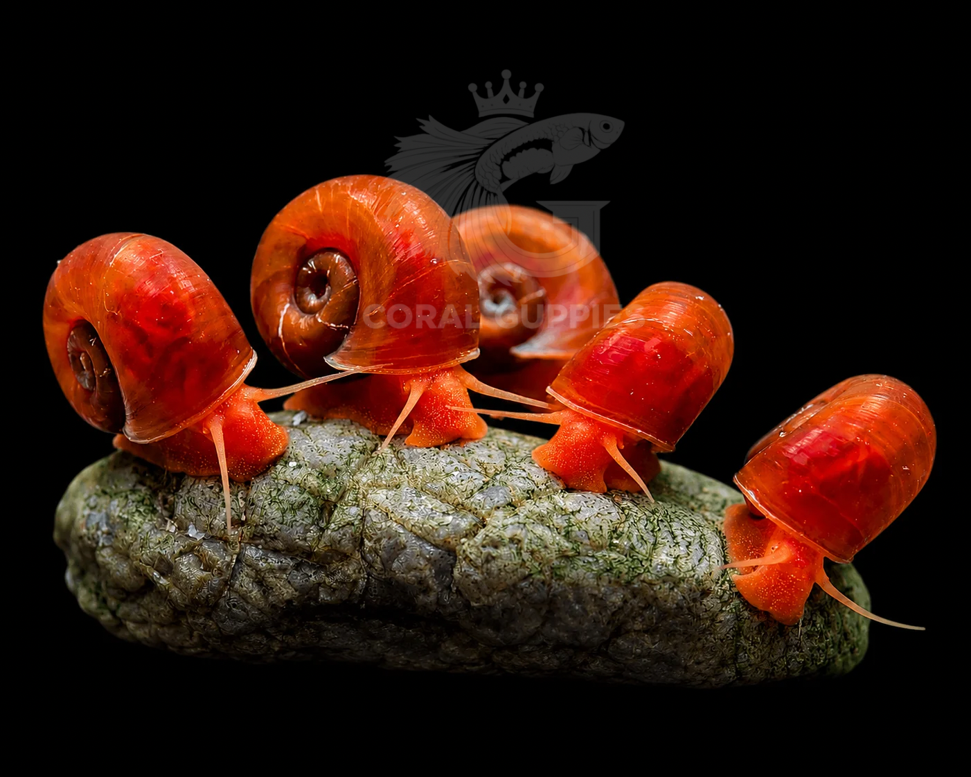 Buy Red Ramshorn Snail ( 2 No’s) Live Aquarium Plants Online - Coral Guppies Shop